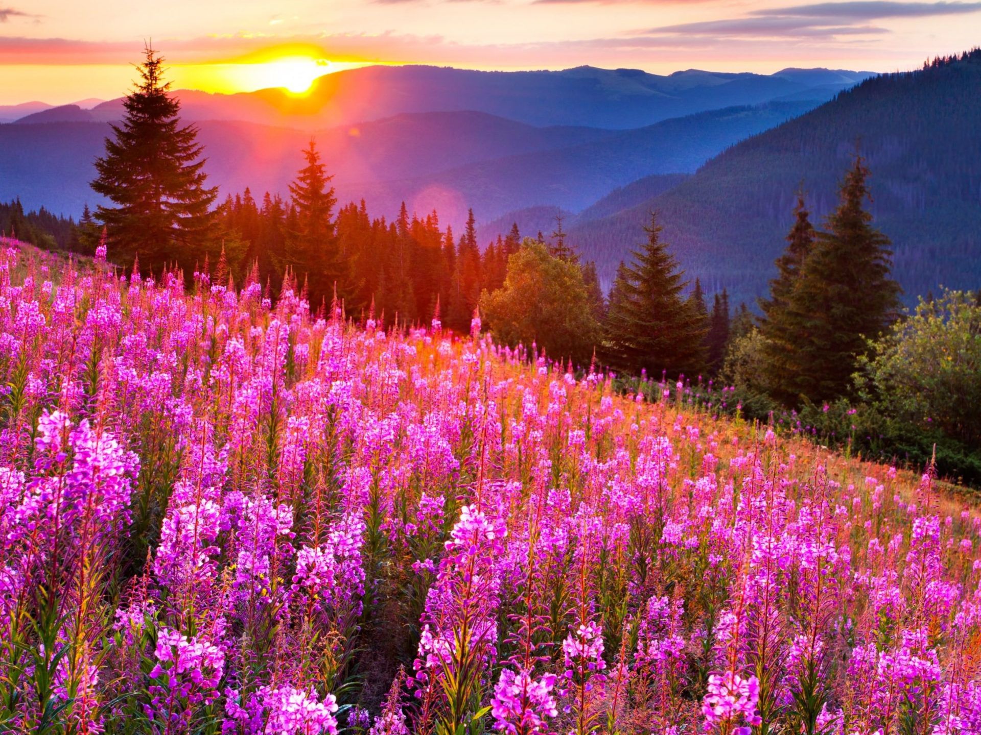 Sunsets Mountain Mow Lupine Pink Flowers Summer Landscape Wallpaper HD 3840x2160, Wallpaper13.com