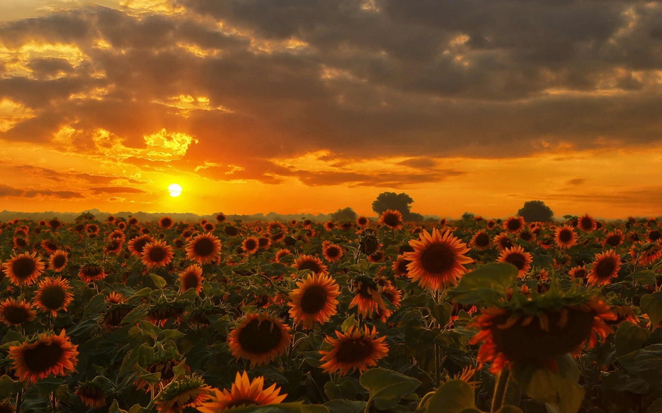 Sunflowers Field Summer Orange Sky Flowers Sunset Wallpaper:2200x1375