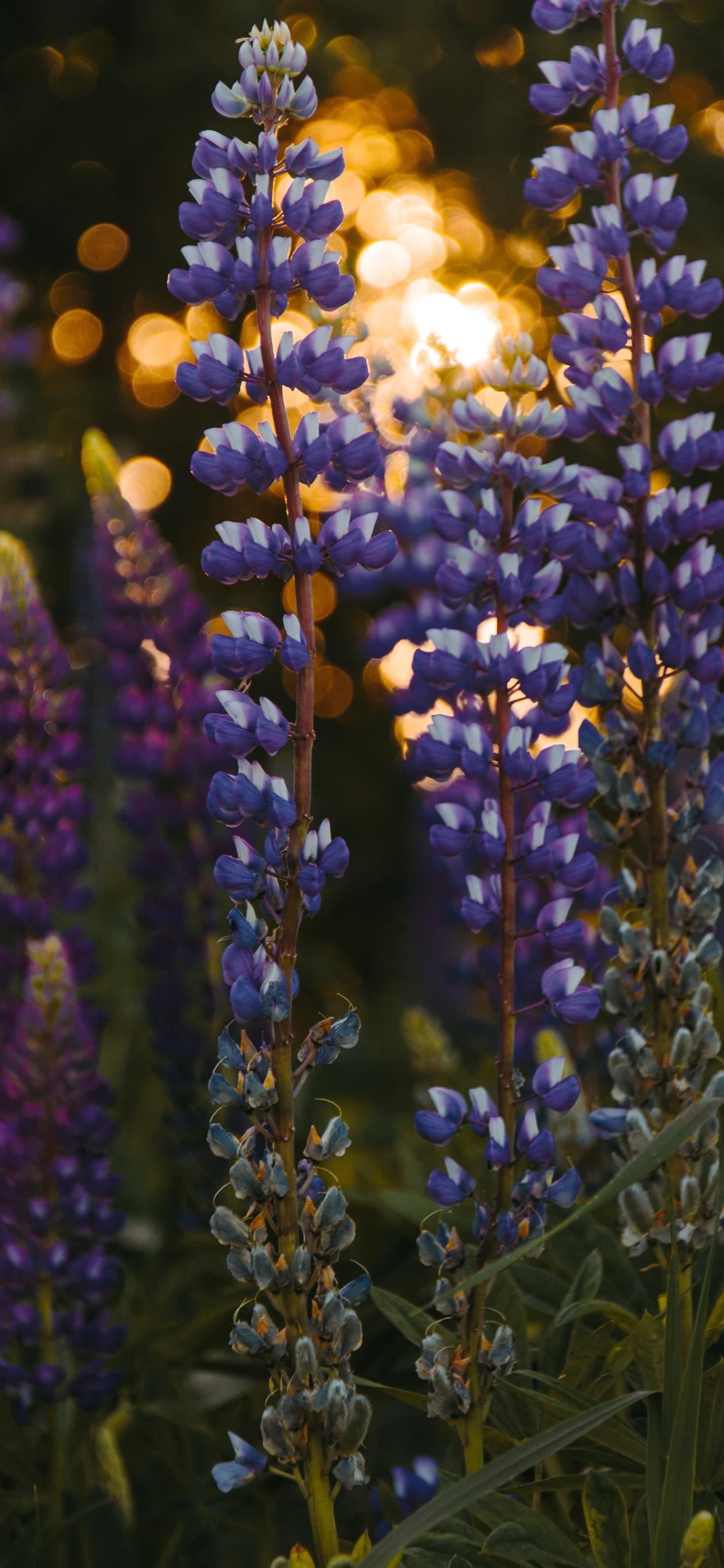lupine at the sunset bokeh summer iPhone X Wallpaper Free Download