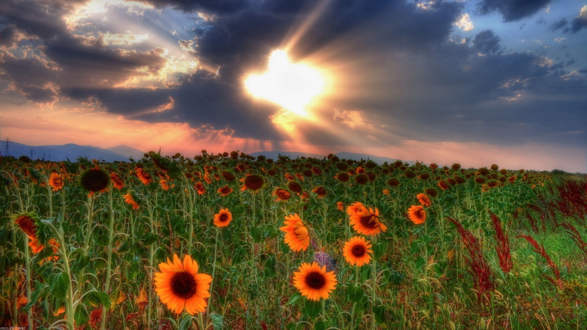 Clouds sky Field sunflowers sunset