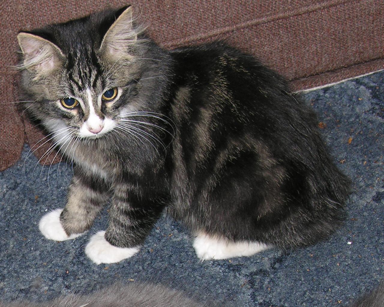 little manx cat, Biological Science Picture Directory