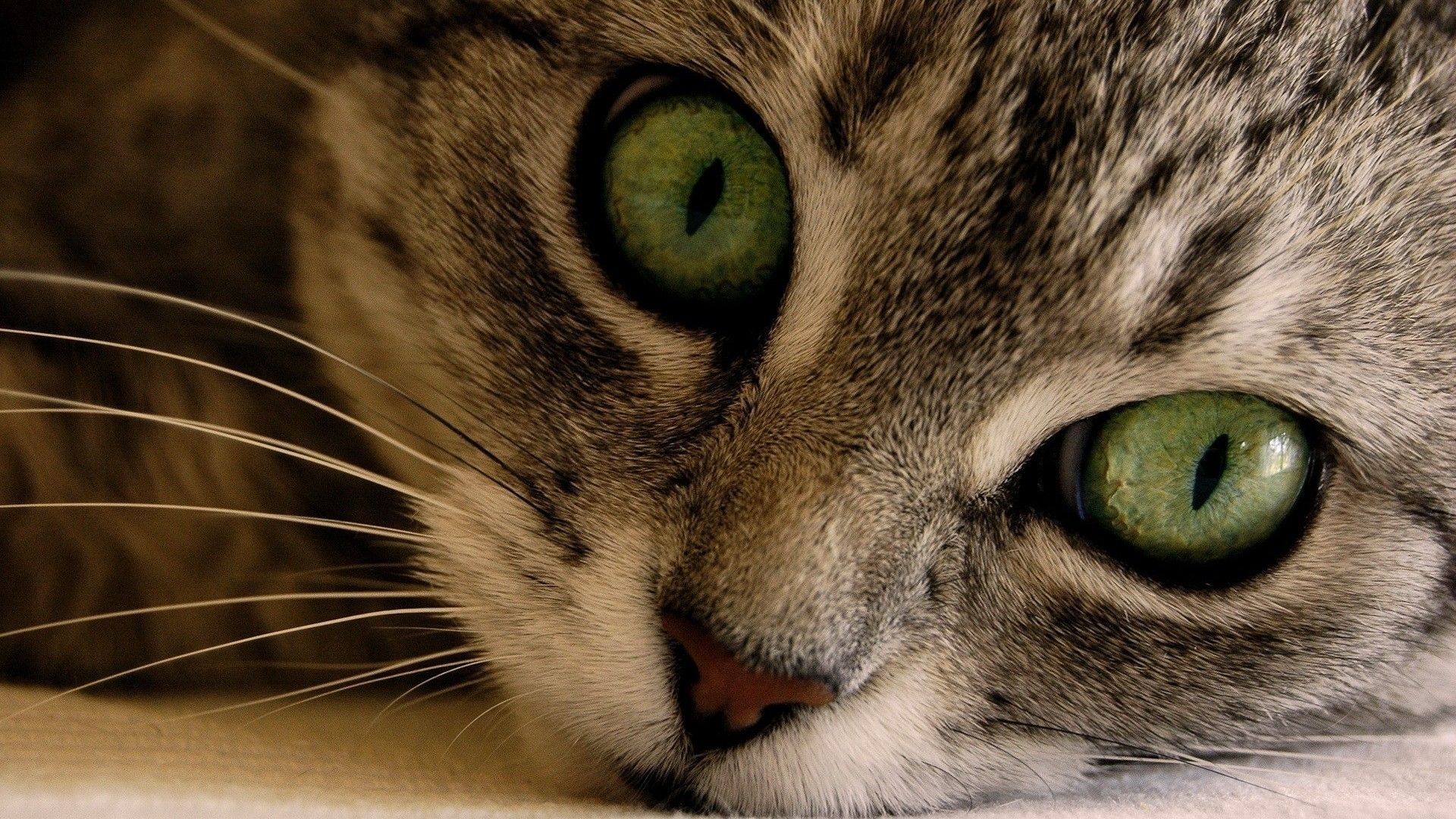 Green Eye Manx Cat HD Wallpaper