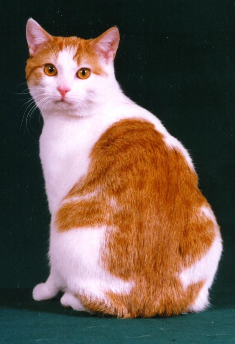 Orange And White Cymric Sitting. Cymric Cat is a breed of domestic cat. Some cat registries consider the Cymric Cat simply a. Cats, Cat breeds, Abyssinian cats