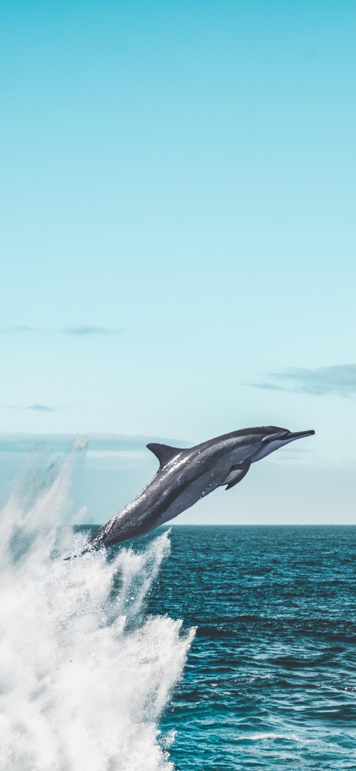 Wallpaper for iPhone 12 Pro, and iPhone 12 Pro Max. Ocean creatures, Animals amazing, Dolphins