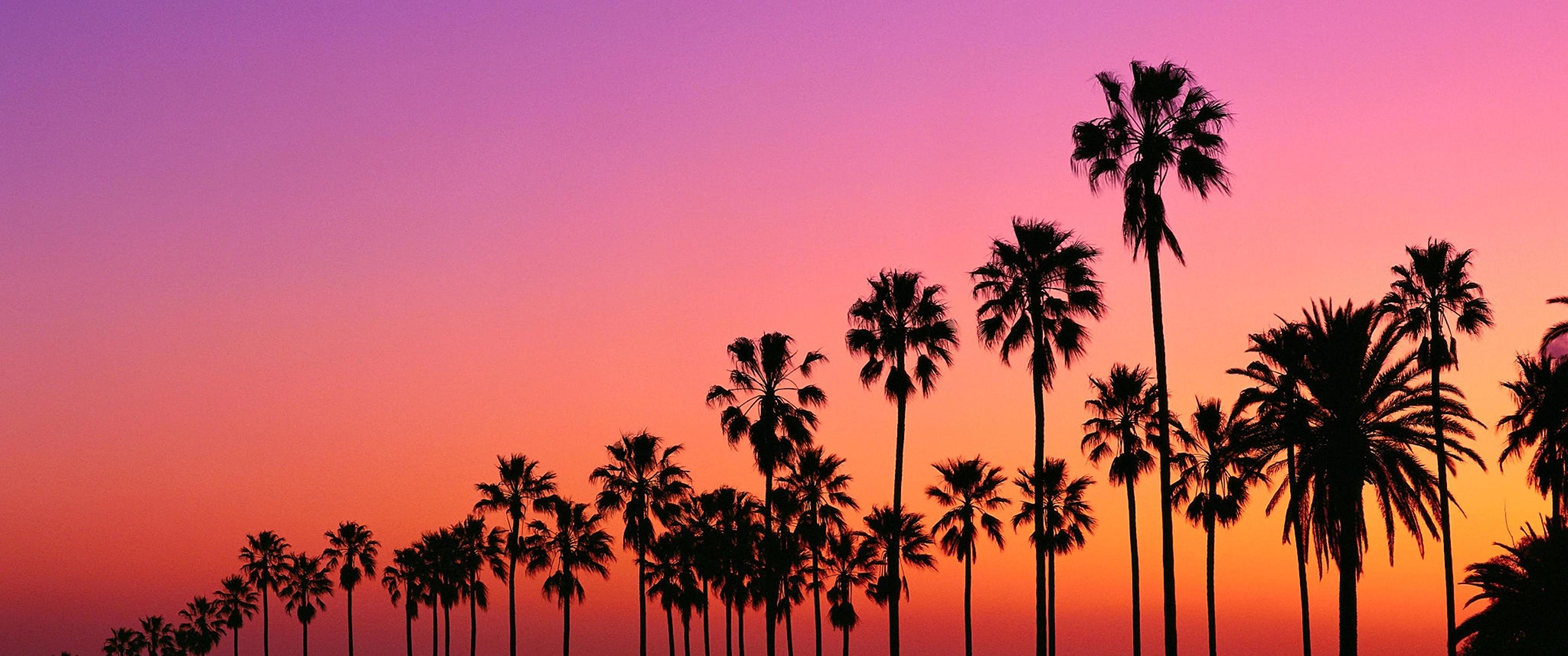 Los Angeles sunset with palm trees