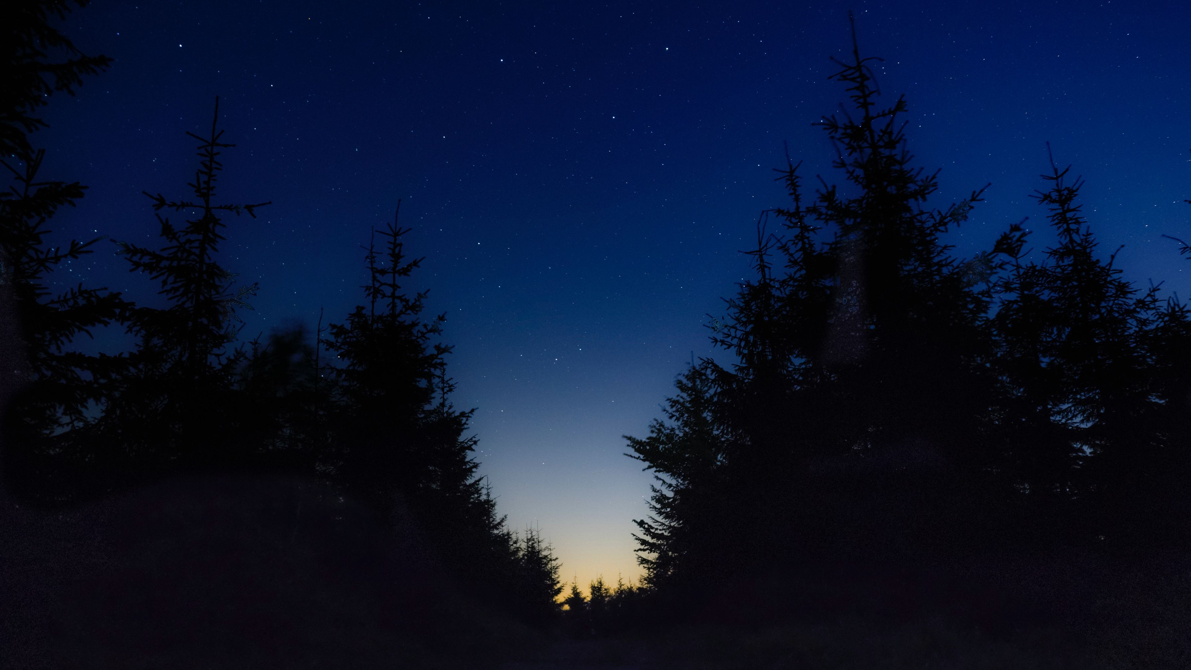 Wallpaper 4k Nice View Between Forest Trees At Evening Sky 4k 4k Wallpaper, 5k Wallpaper, Evening Wallpaper, Forest Wallpaper, Hd Wallpaper, Nature Wallpaper, Night Wallpaper, Sky Wallpaper, Trees Wallpaper