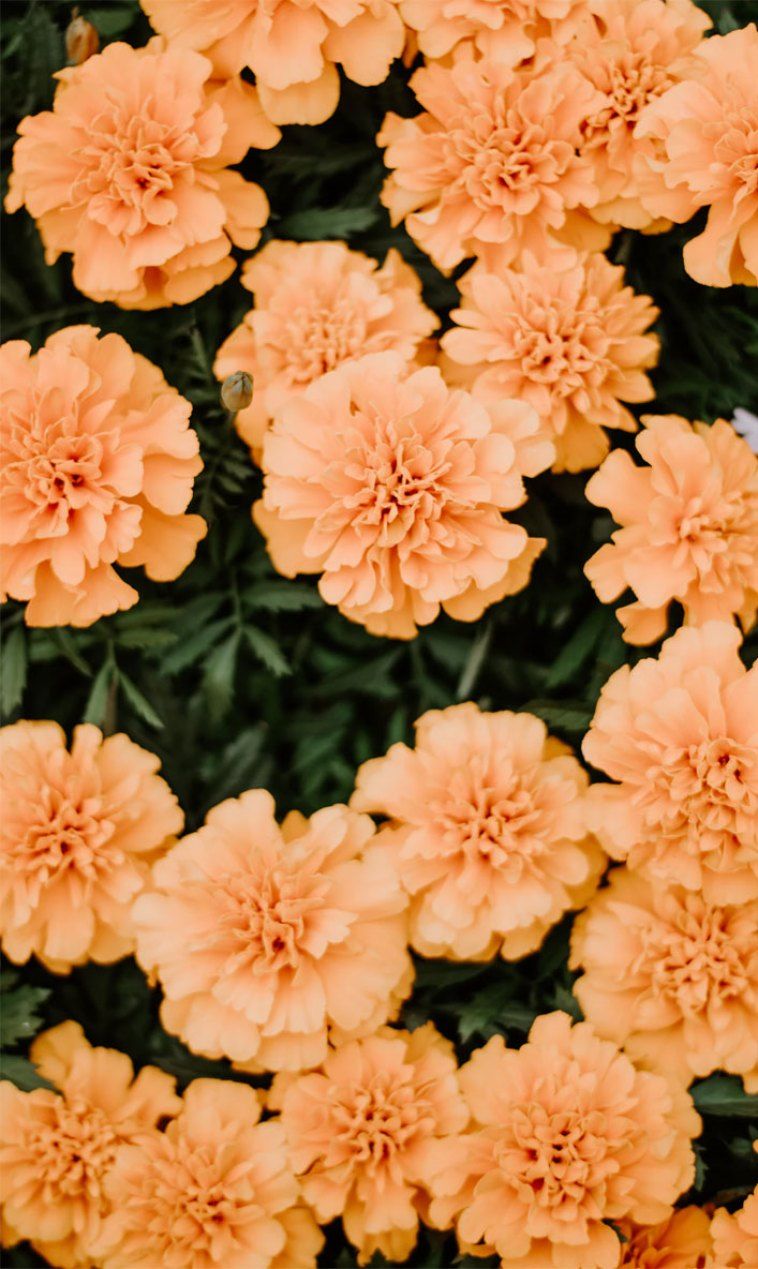 Orange peach summer flowers perfect iphone wallpaper picture