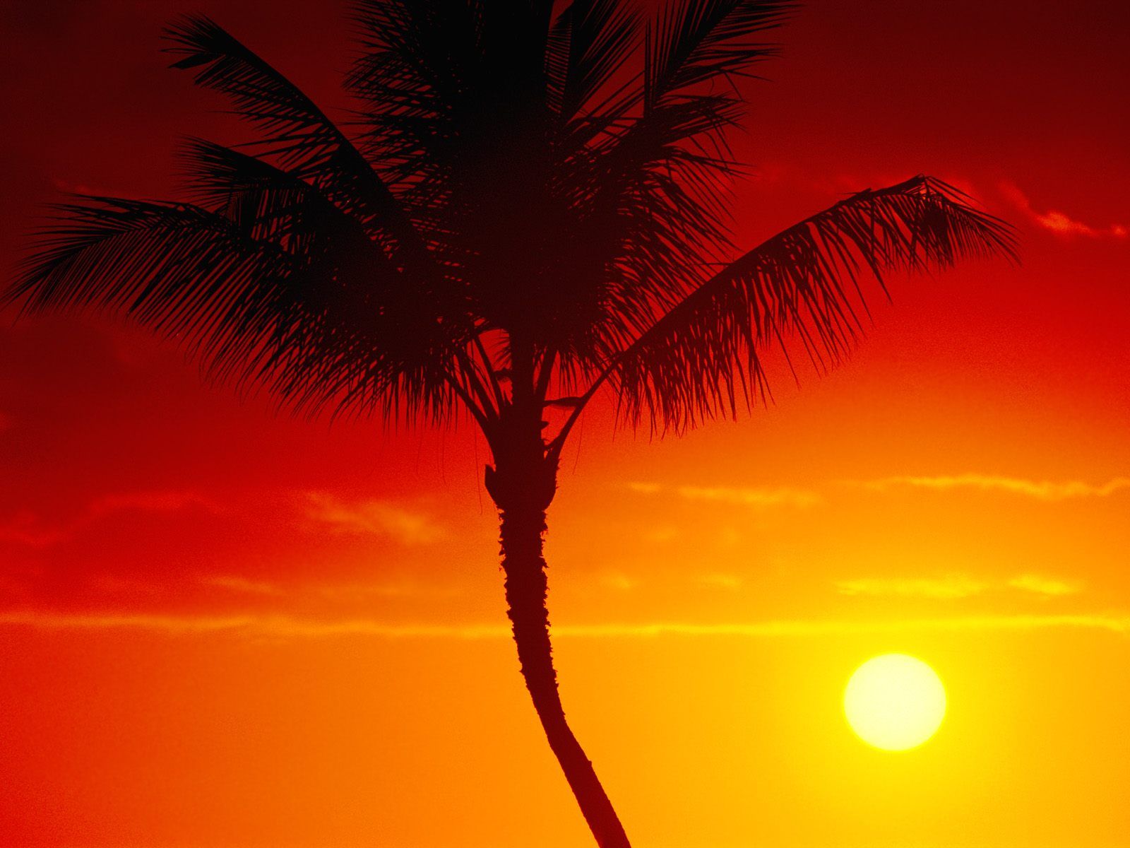 Download wallpaper: sunset, summer, sun, palm tree, orange summer wallpaer, wallpaper for desktop