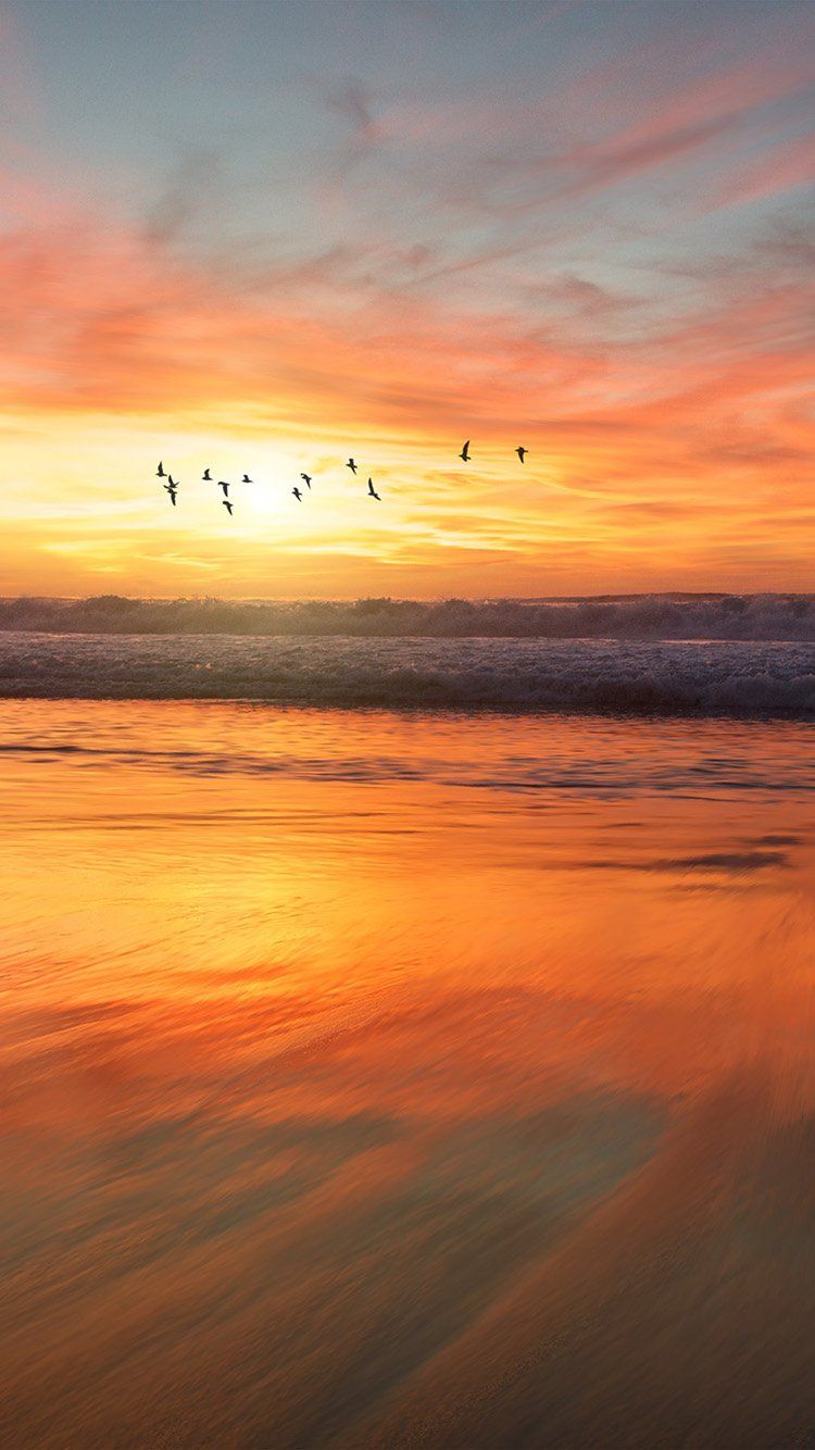 iPhone wallpaper. sunset sea nature orange summer sky bird