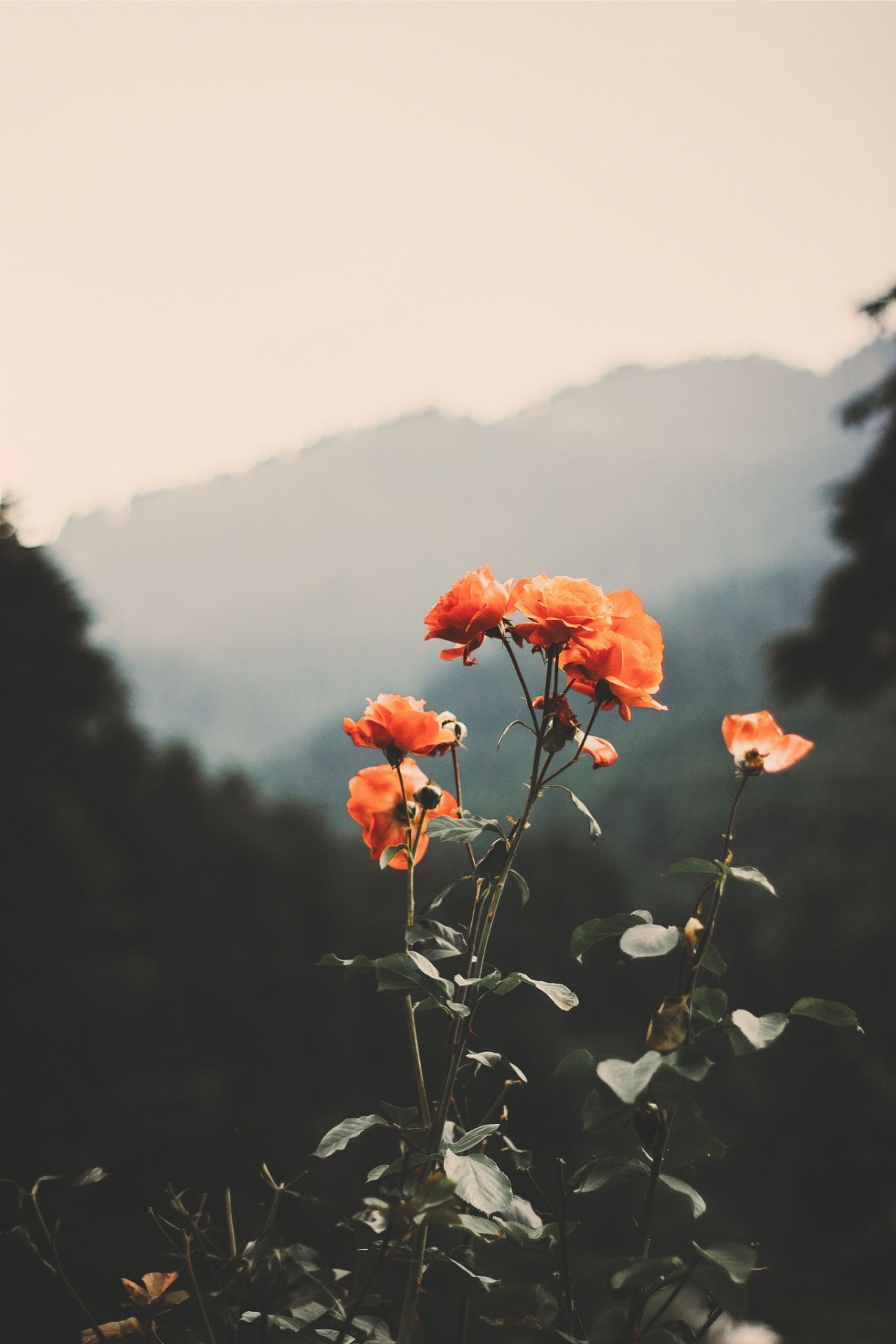 Desvre. Nature photography, Nature aesthetic, Aesthetic background