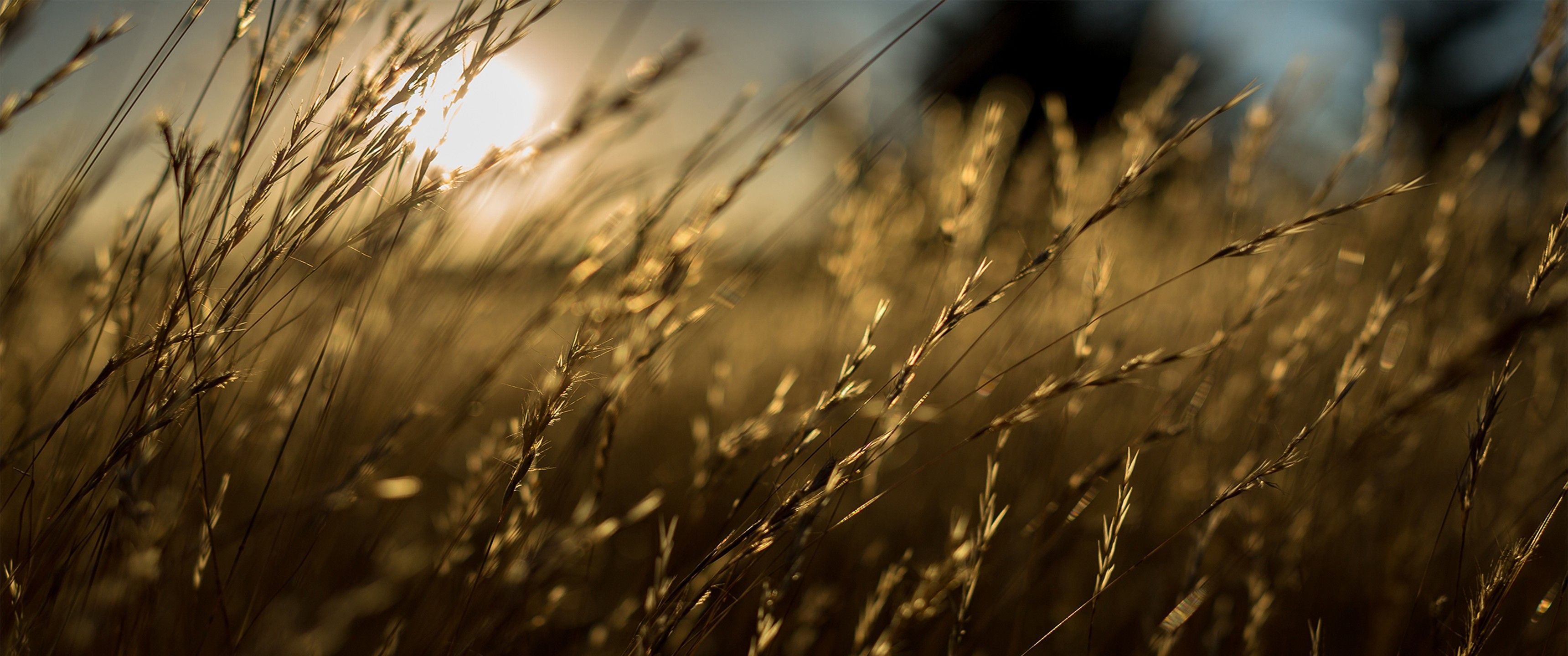 sunset, Nature, Grass, Sun, Summer Wallpaper HD / Desktop and Mobile Background