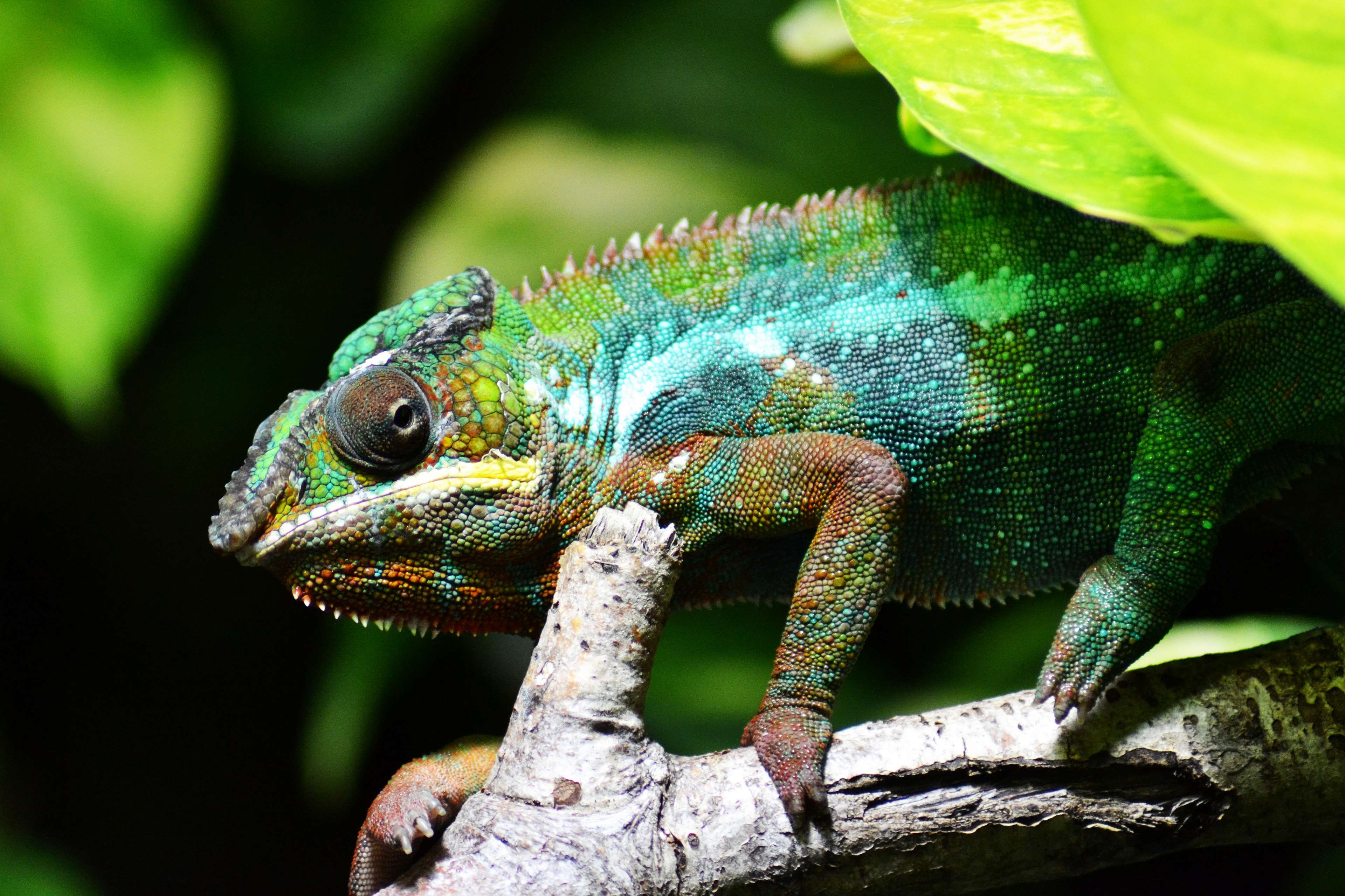 animal, close up, colorful, colourful, lizard, reptile, wildlife 4k wallpaper