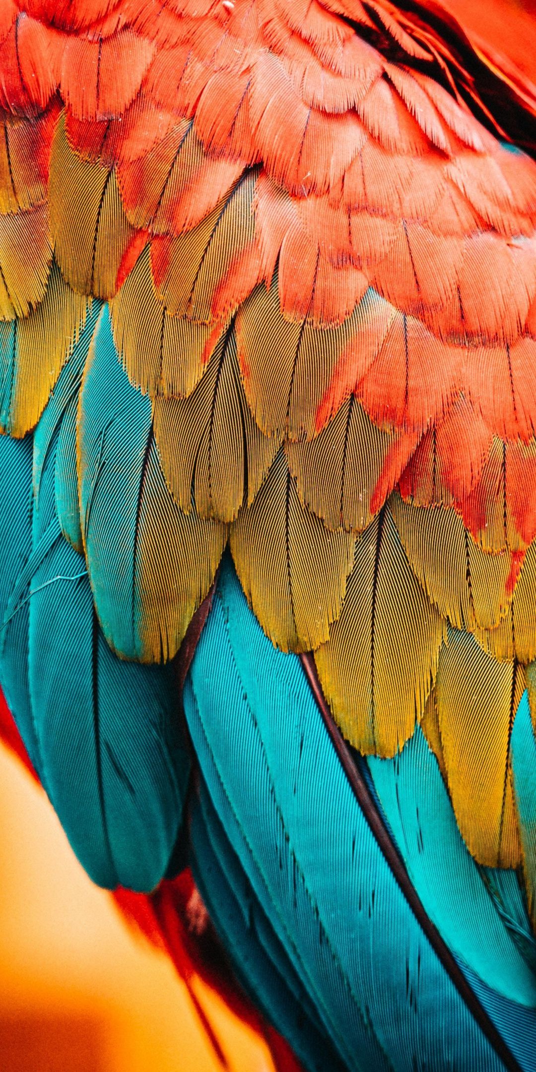 Colorful feathers, parrot, birds, close up wallpaper. Parrot wallpaper, Patterns in nature, Feather wallpaper