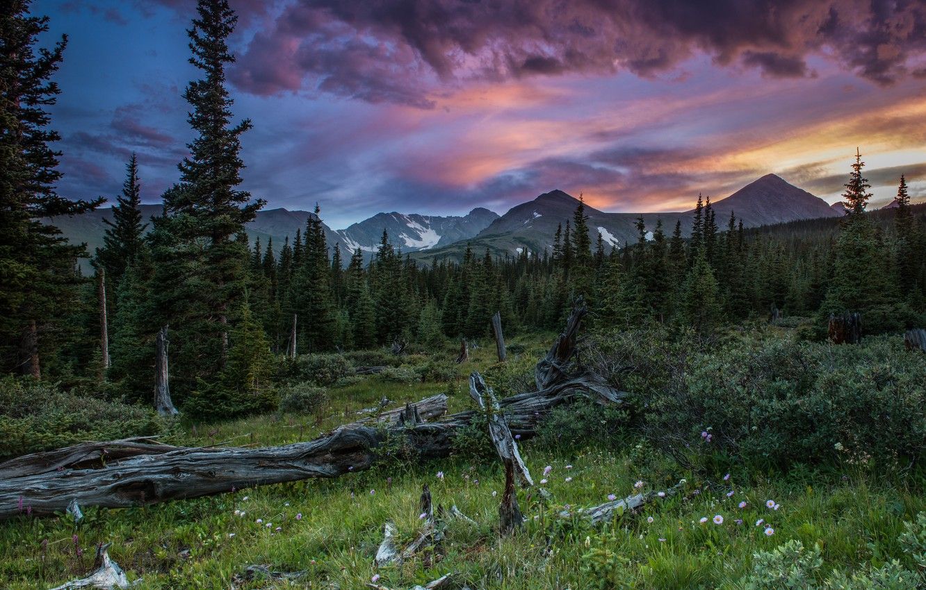 Wallpaper forest, summer, sunset, mountains image for desktop, section природа