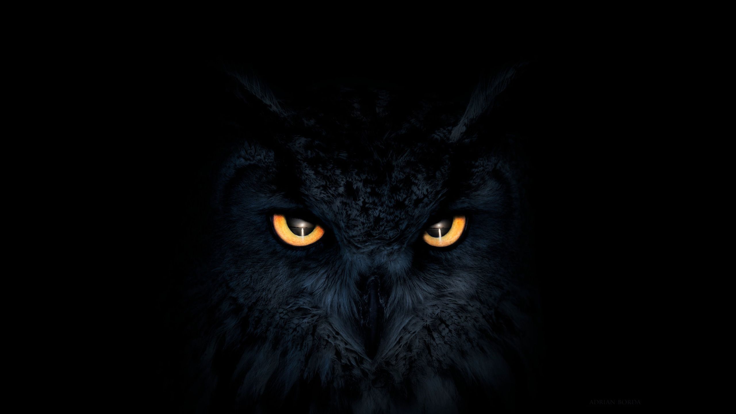 Black Owl 4k Wallpapers Wallpaper Cave