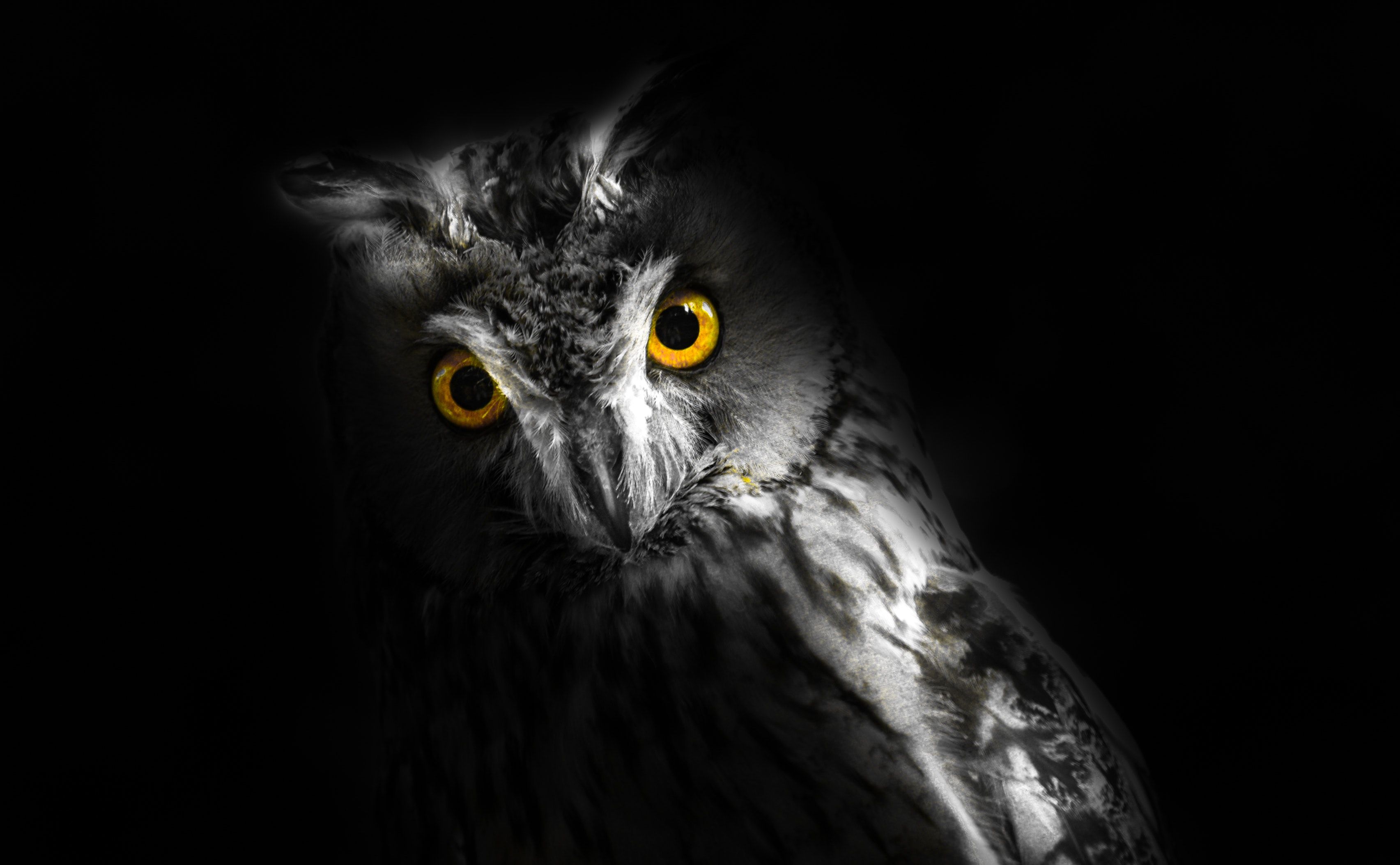 Owl Wallpaper 4K, Forest, Winter, Dark, Night