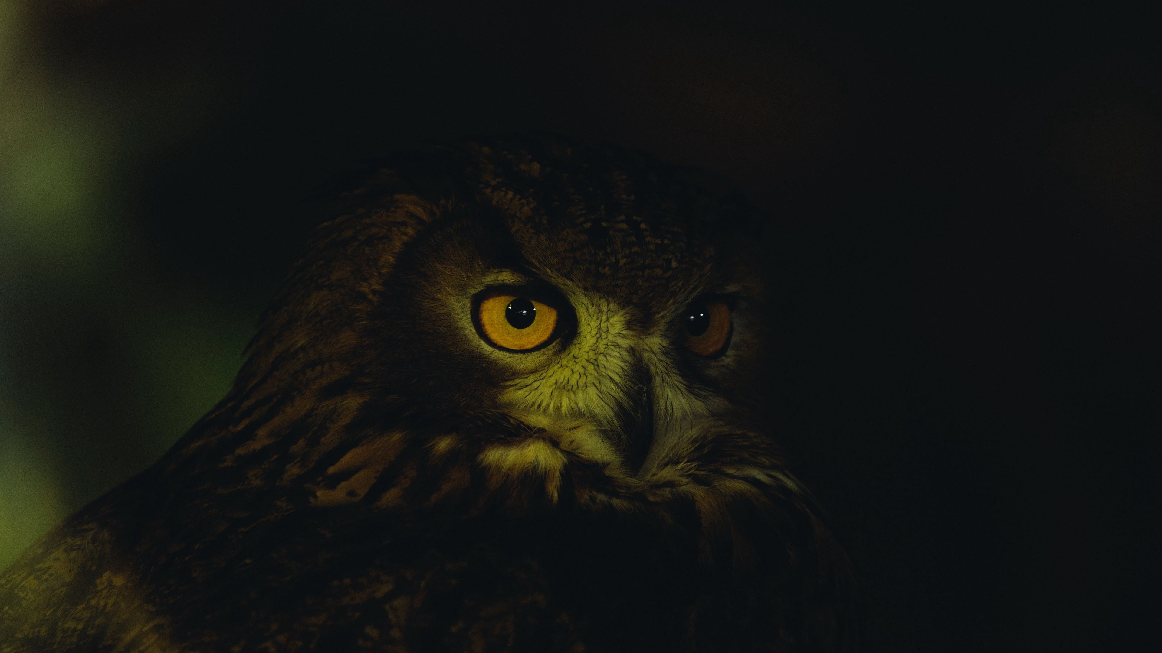Download wallpaper 3840x2160 owl, eyes, feathers, dark 4k uhd 16:9 HD background