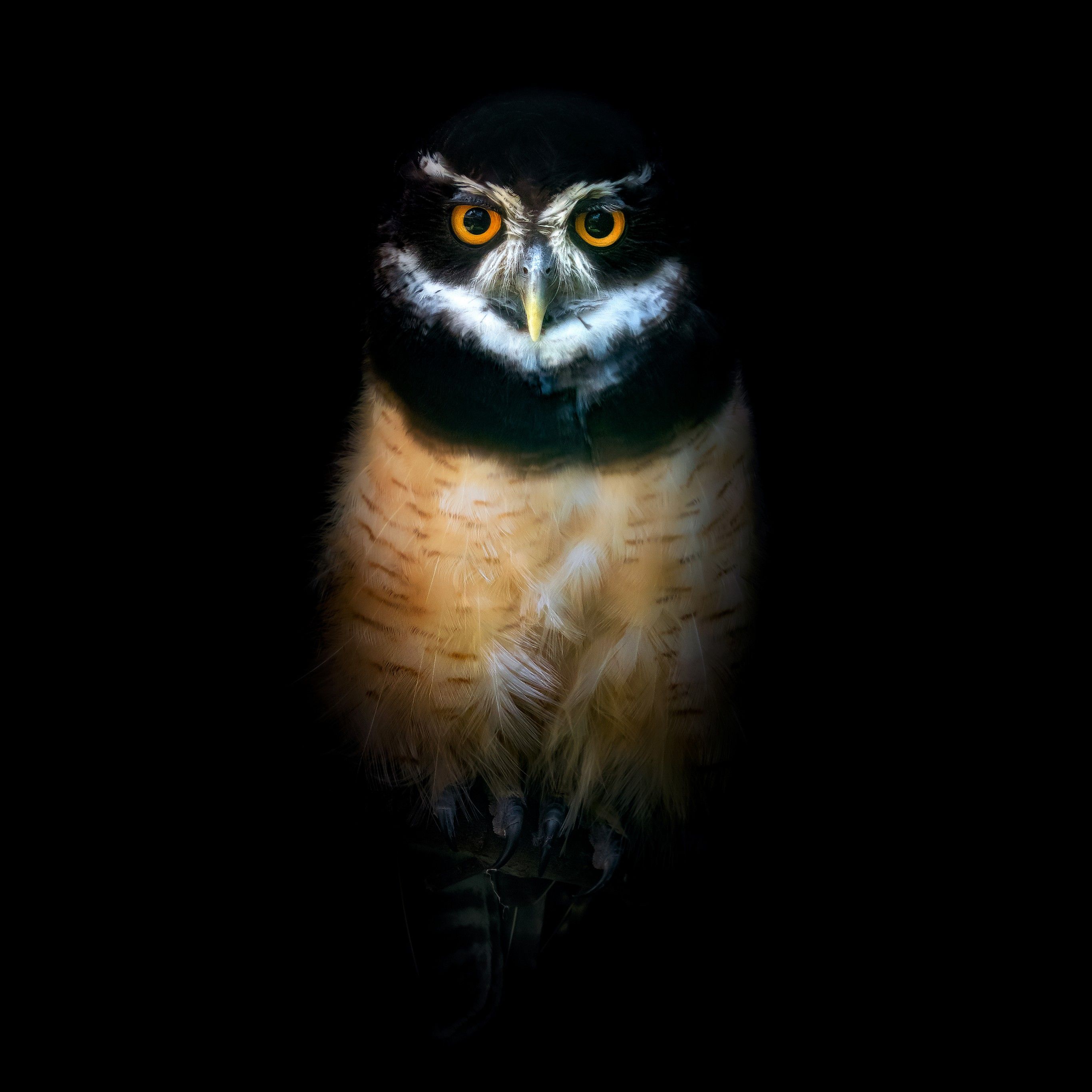 Owl 4K Wallpaper, Night, Wildlife, Black background, 5K, 8K, Animals