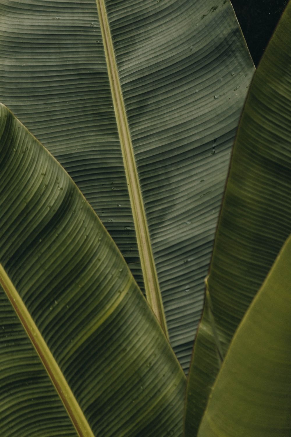 Leaf Background Image: Download HD Background