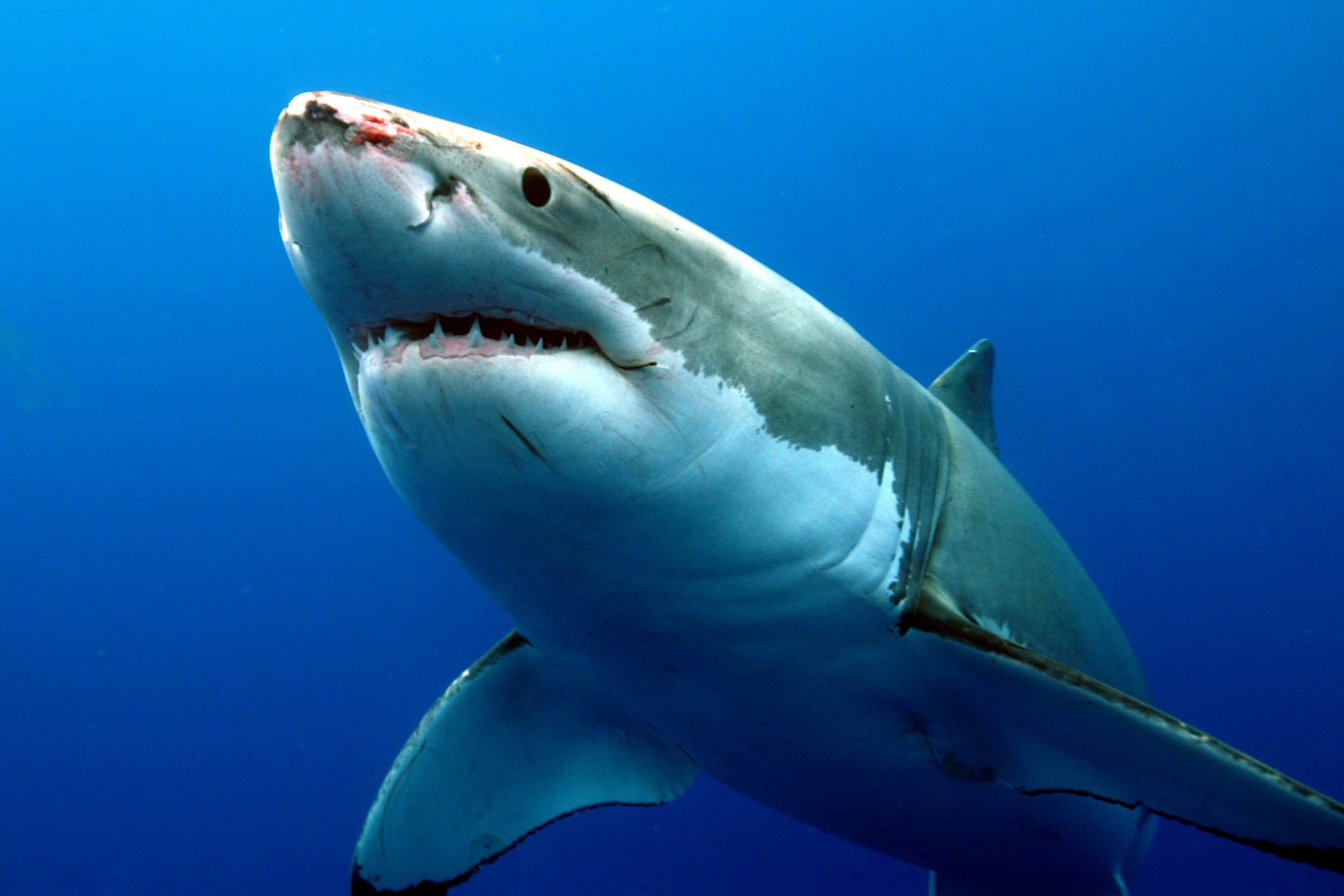 Great White Shark Wallpaper Widescreen Download Free White Shark HD Wallpaper