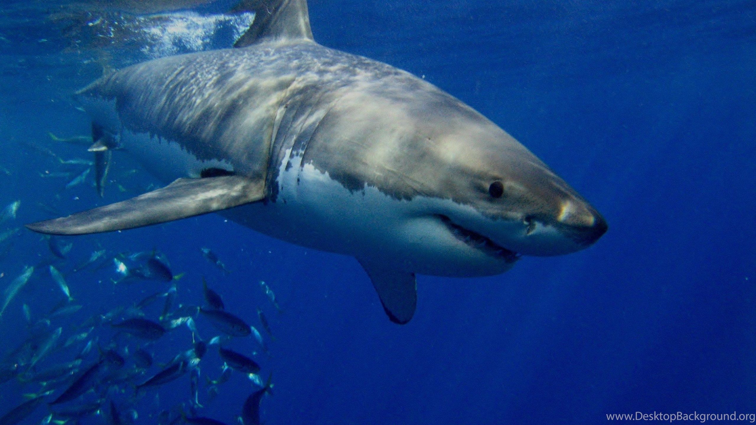 Great White Shark Wallpaper Full HD Kemecer.com Desktop Background
