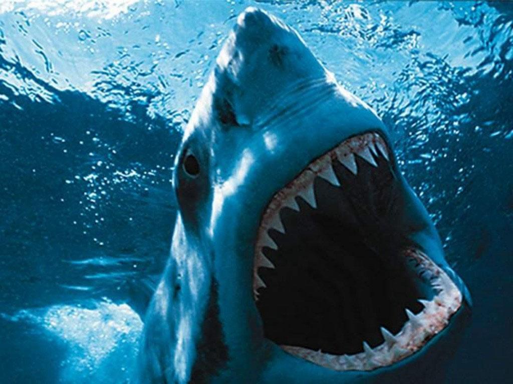 Scary Shark Wallpaper Free Scary Shark Background