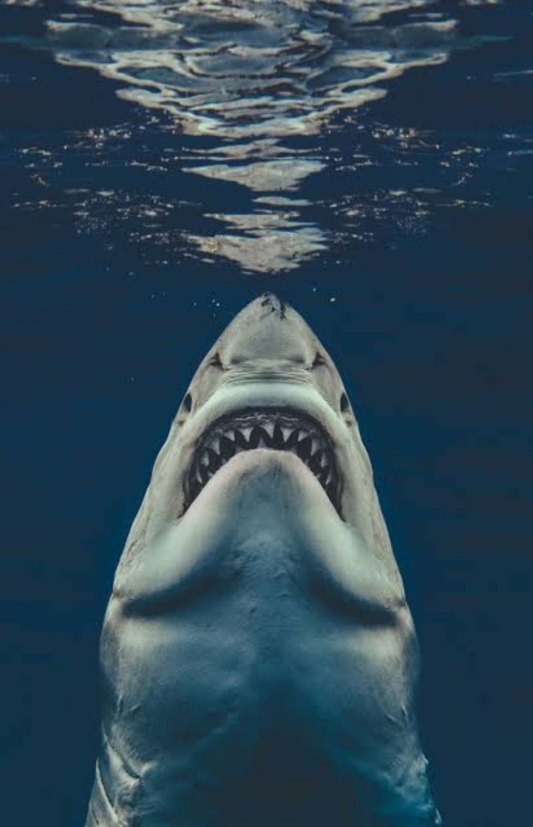 Great White Shark Image, HD Photo (1080p), Wallpaper (Android IPhone) (2021)