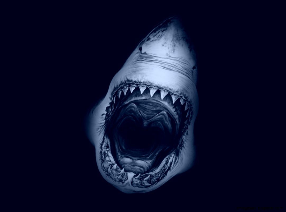 Great White Shark Wallpaper