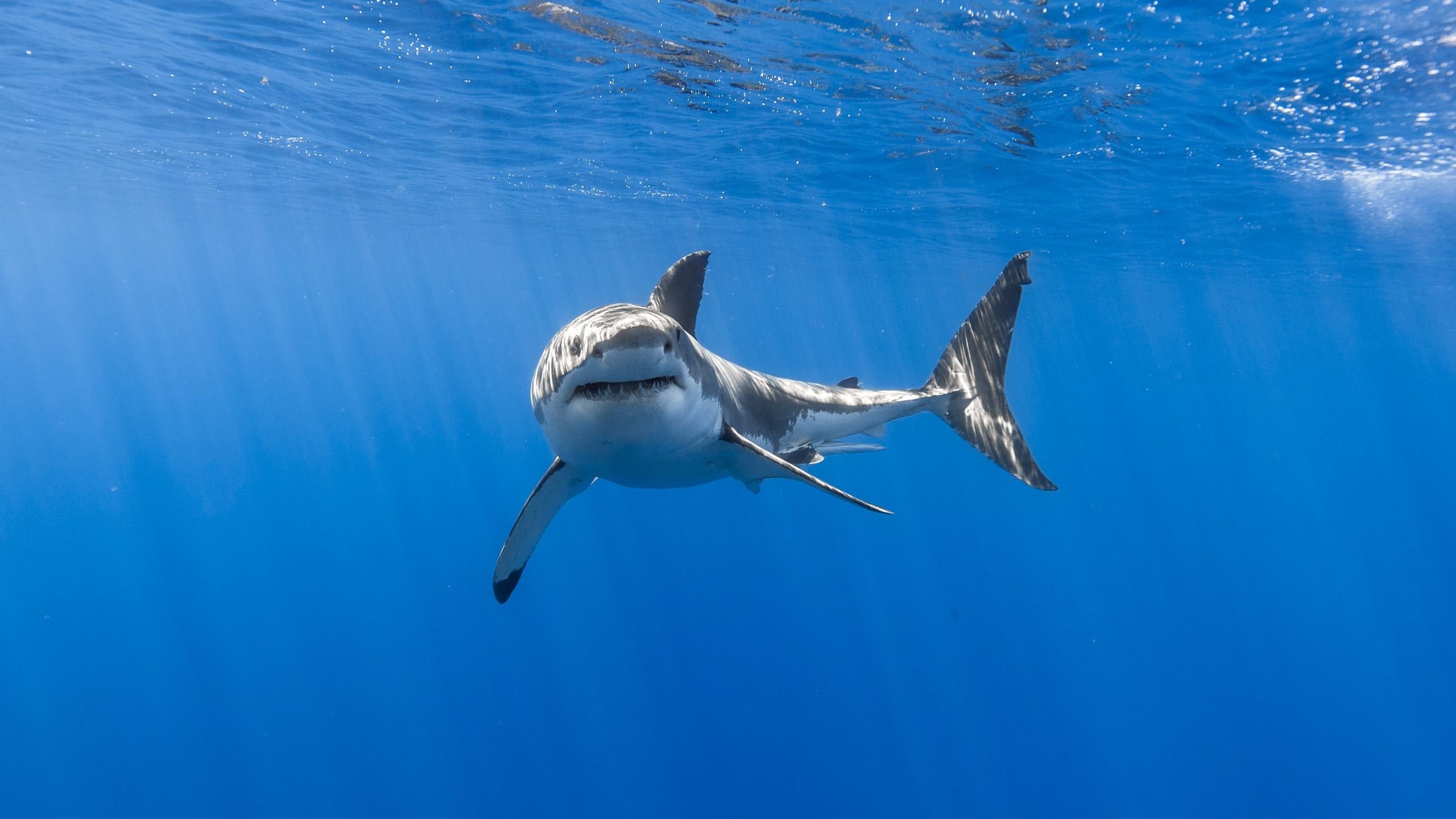 Download 2560x1440 wallpaper great, white shark, fish, underwater, dual wide, widescreen 16: widescreen, 2560x1440 HD image, background, 2457