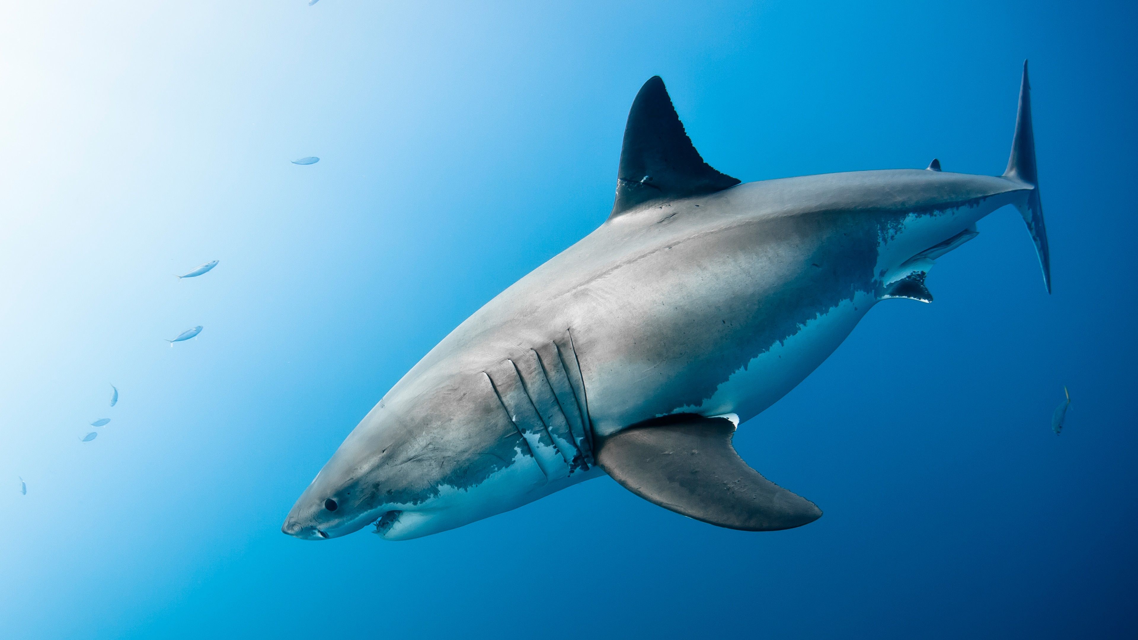 Great White Shark Wallpaper Carcharias HD Wallpaper