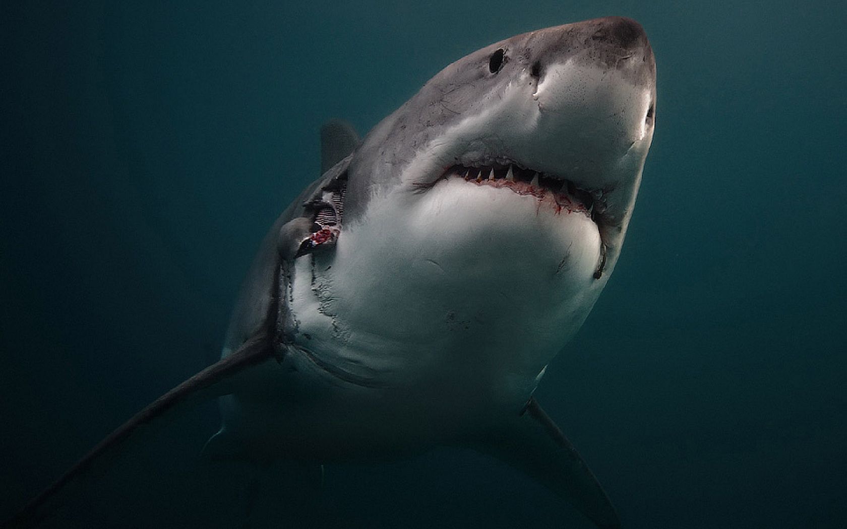 Great White Shark Wallpaper and Background Imagex1050