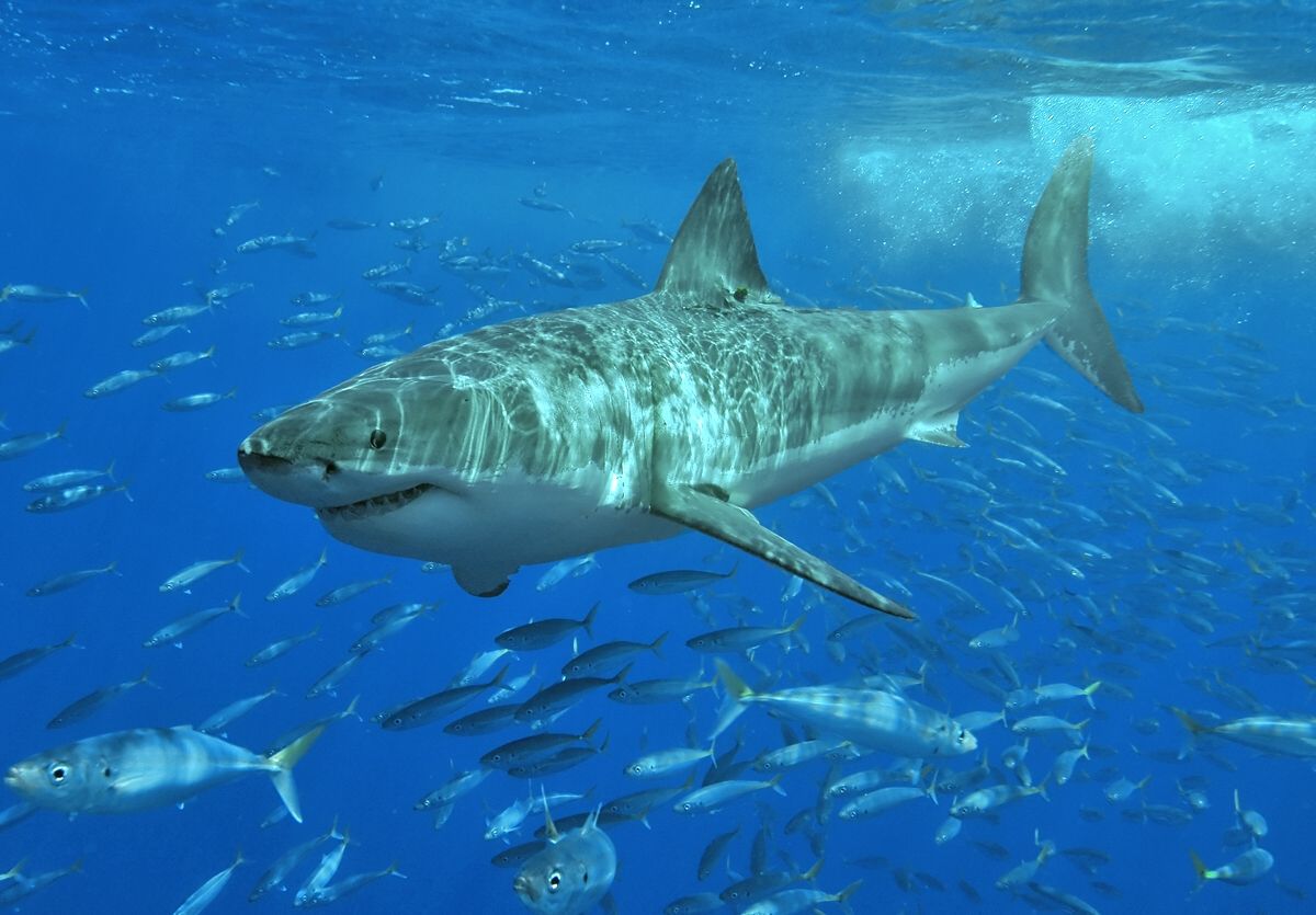 Great white shark photo and wallpaper. Nice Great white shark picture
