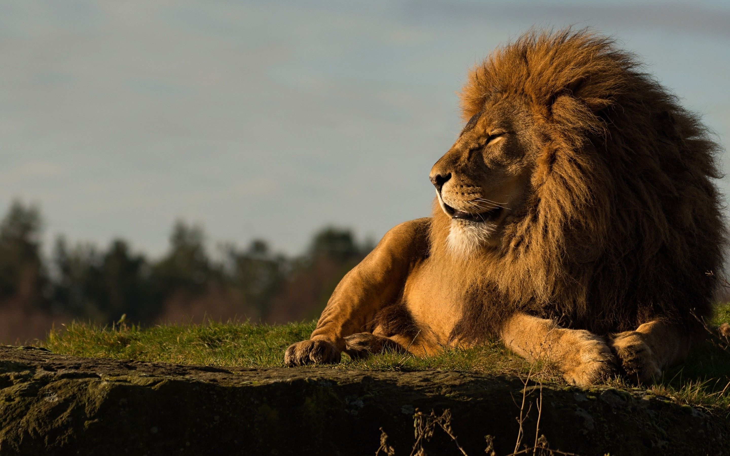 Download 2880x1800 Lion, Lying Down, Predator, King, Looking Away Wallpaper for MacBook Pro 15 inch