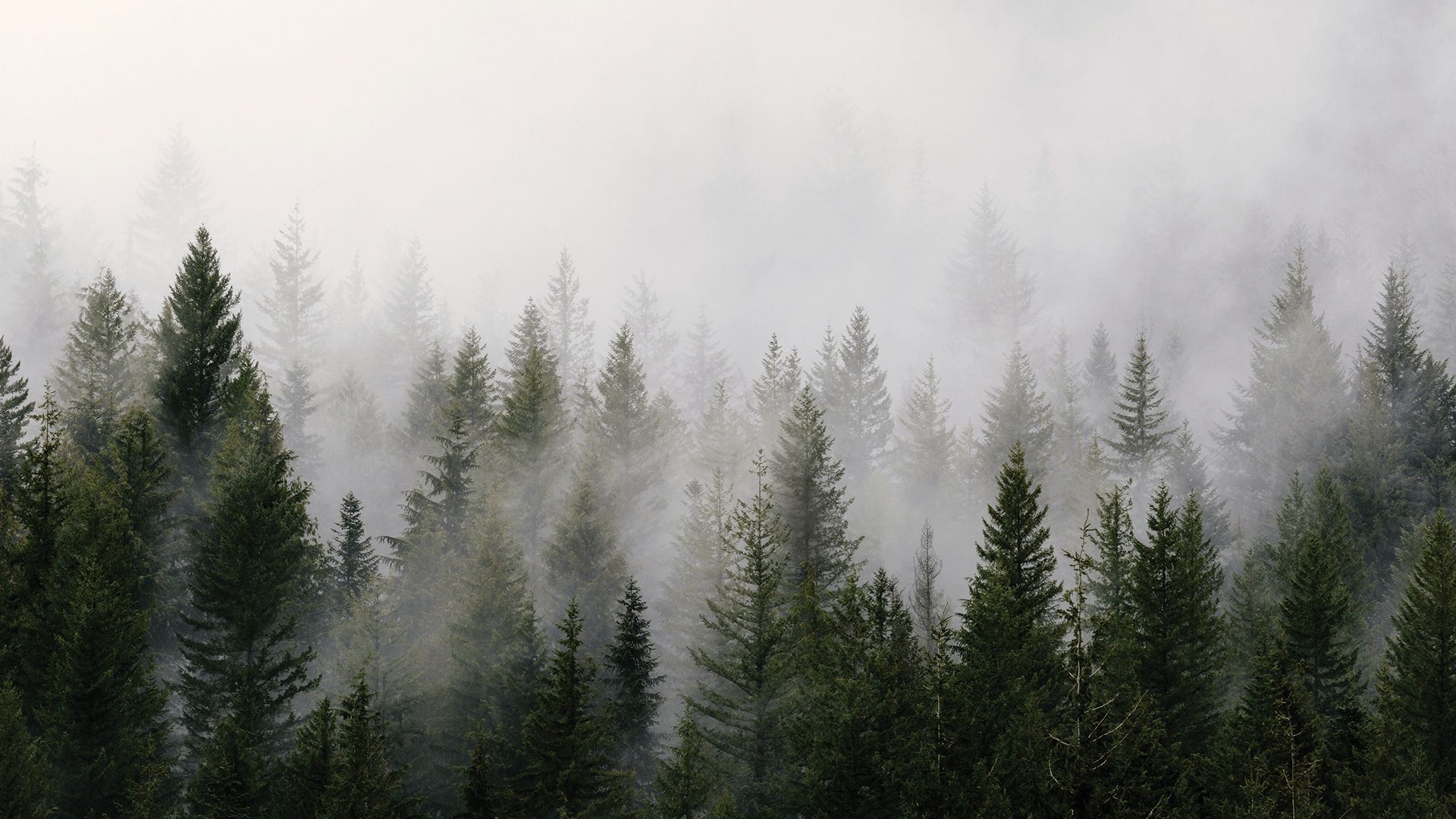 Foggy Forest Wallpaper