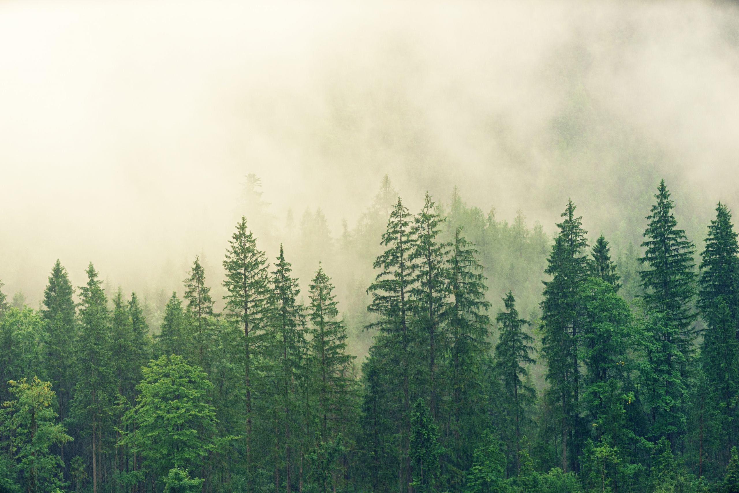 Forest Wallpaper Beautiful Green Trees Forest Mist Trees HD Wallpaper