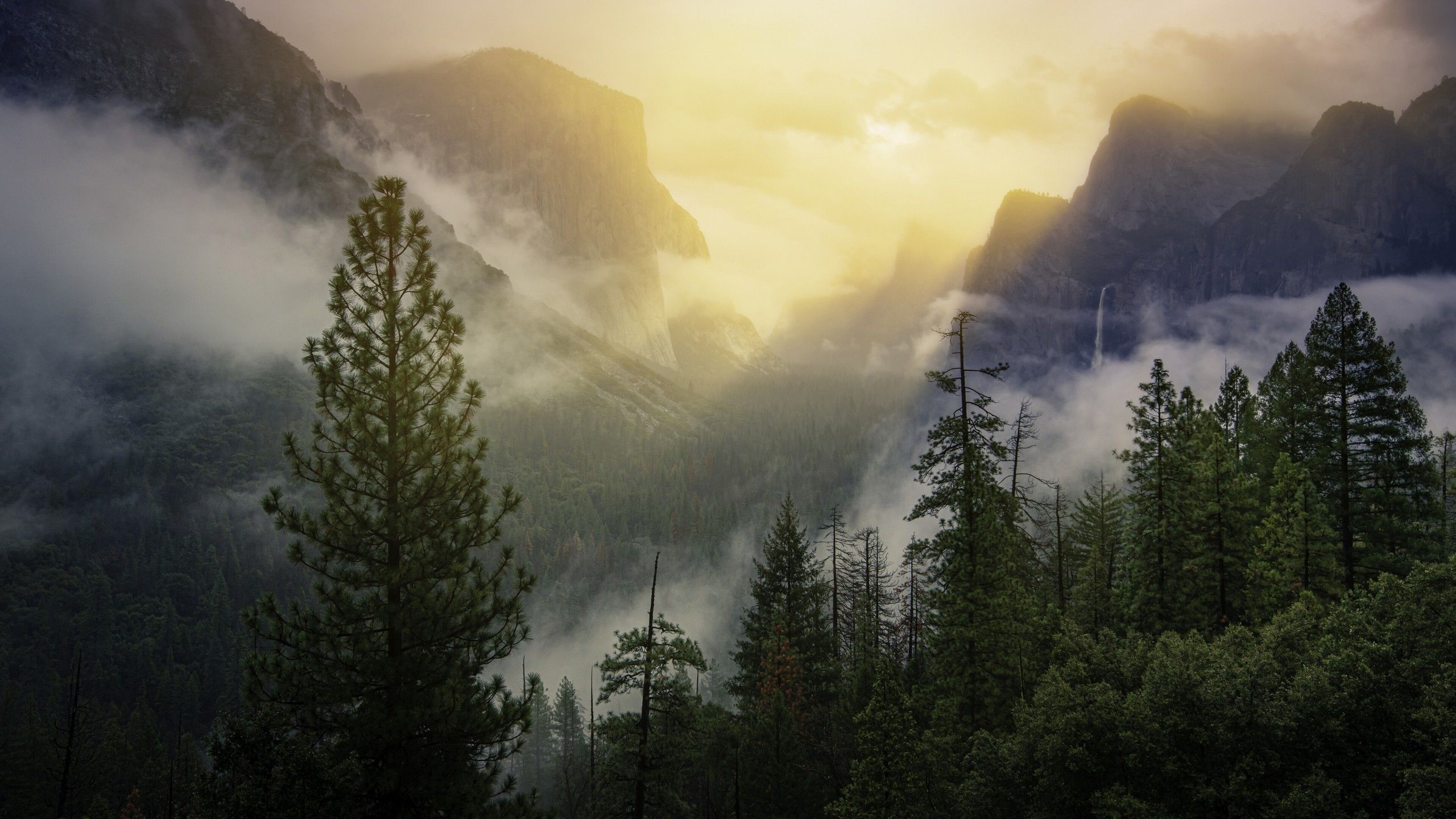 Download 2560x1440 Foggy Forest, Trees, Mountain Wallpaper for iMac 27 inch