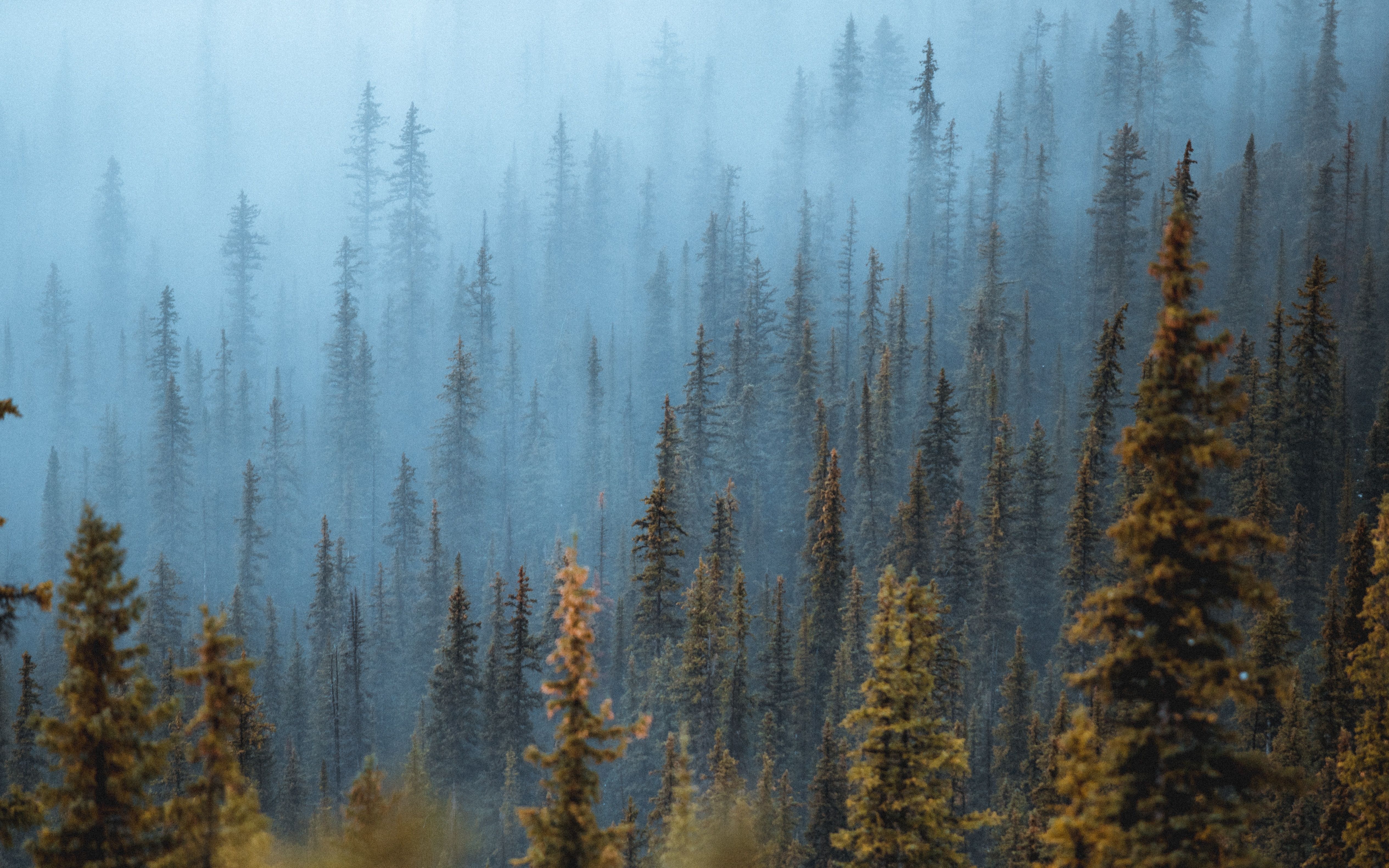 Pine Trees Fog Forest 5k Laptop Full HD 1080P HD 4k Wallpaper, Image, Background, Photo and Picture