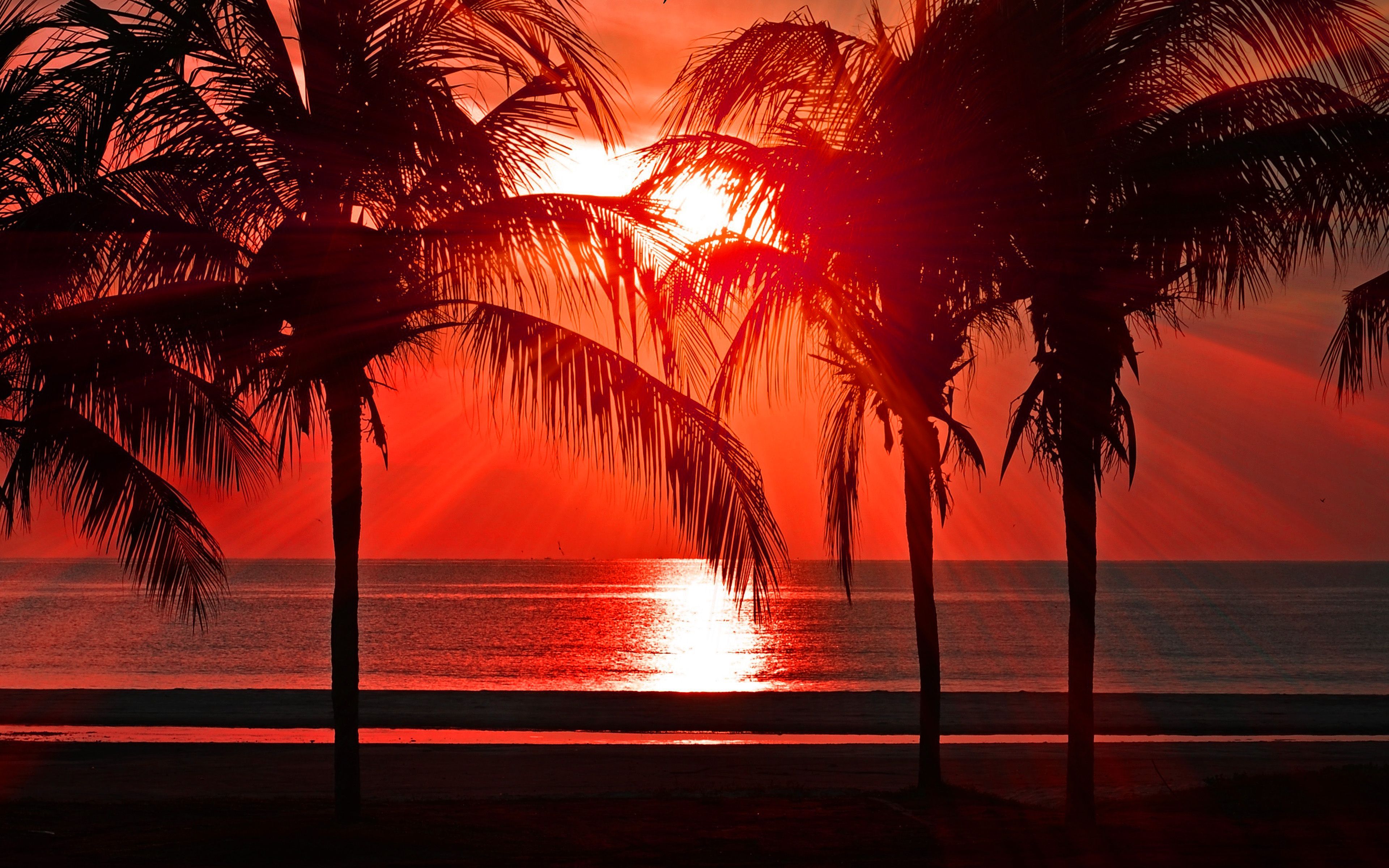 Beach Vacation Summer Night Sunset Red Palm Tree Dark Wallpaper