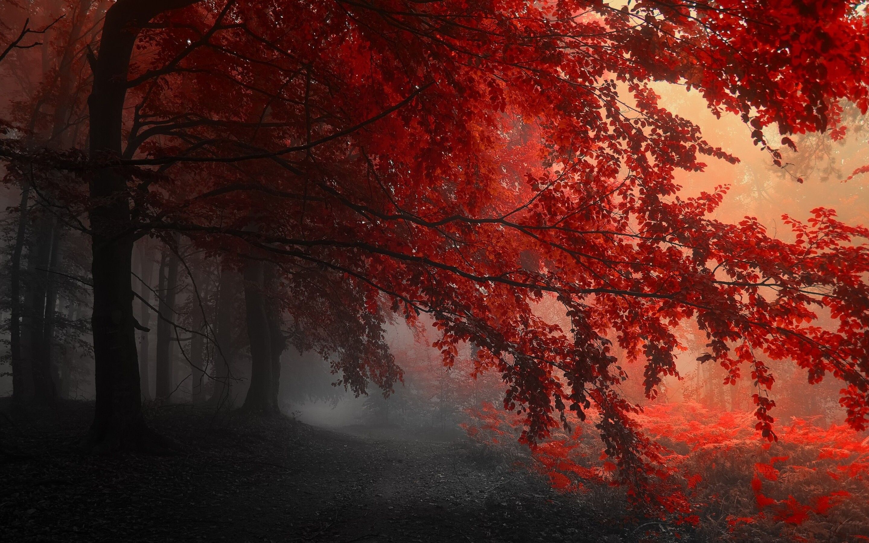 Red Forest Trees Path Macbook Pro Retina HD 4k Wallpaper, Image, Background, Photo and Picture