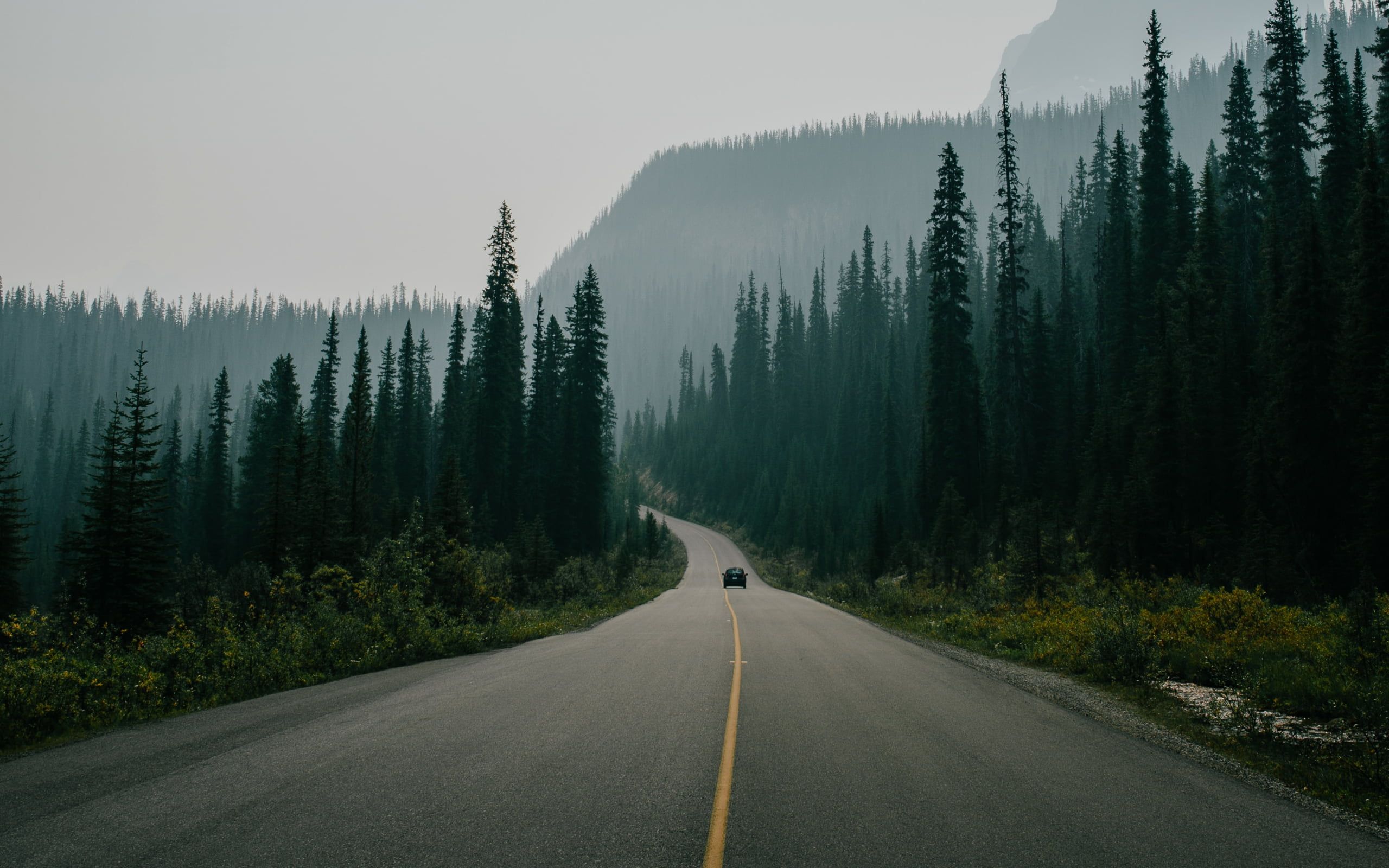 road surrounded with trees #nature #landscape #road #trees #car pine trees # forest. Landscape wallpaper, Nature wallpaper, Computer wallpaper desktop wallpaper