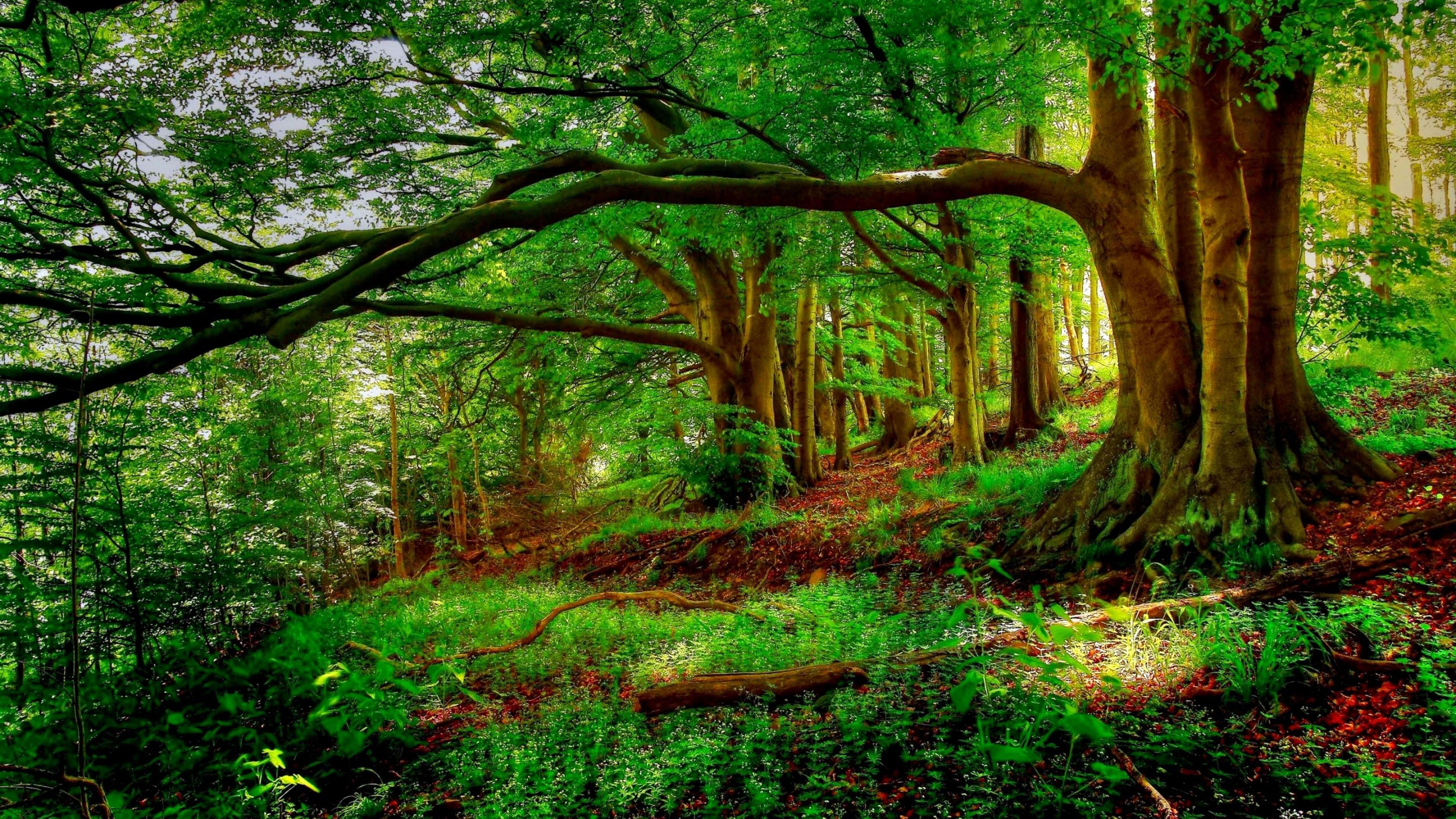 Landscape Trees New Forest Background Trees Tree HD Nature Wallp K # wallpaper #hdwallpaper #desktop. Landscape trees, Forest picture, Background image