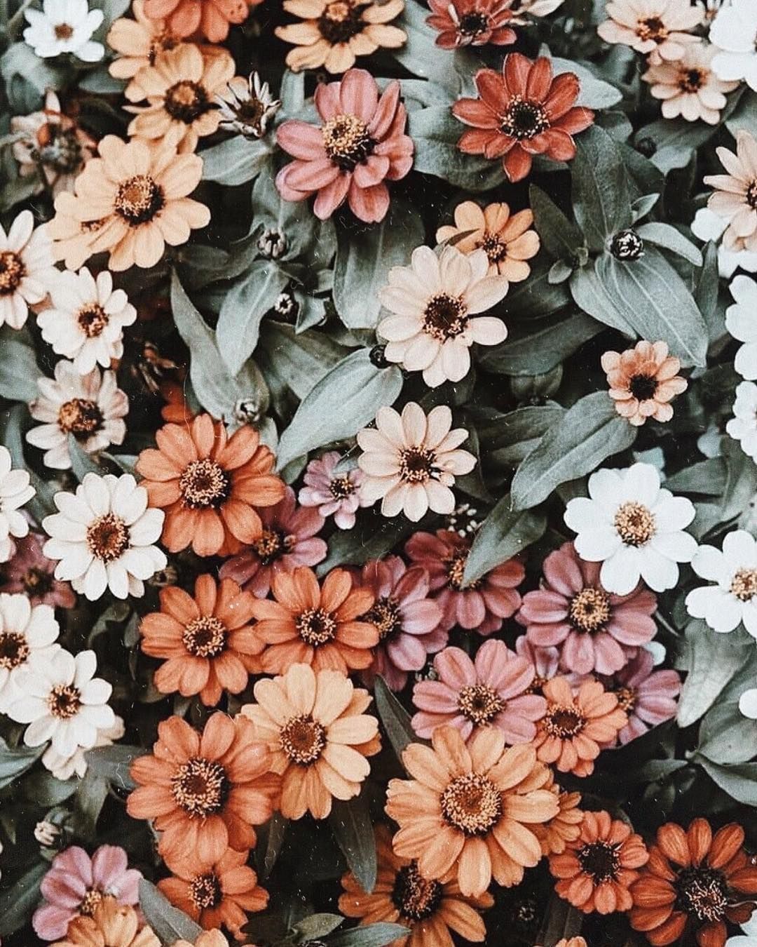 Aesthetic Flowers iPhone Wallpaper Free Aesthetic Flowers iPhone Background