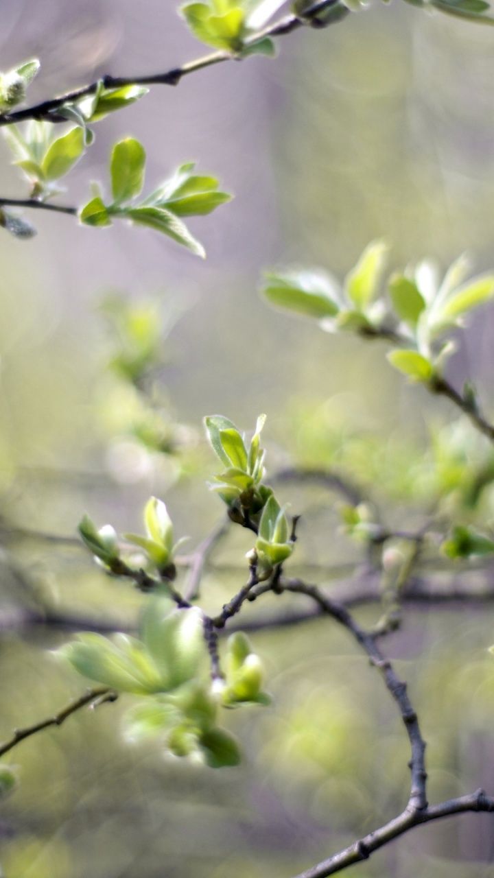 Spring Branches Htc one x wallpaper