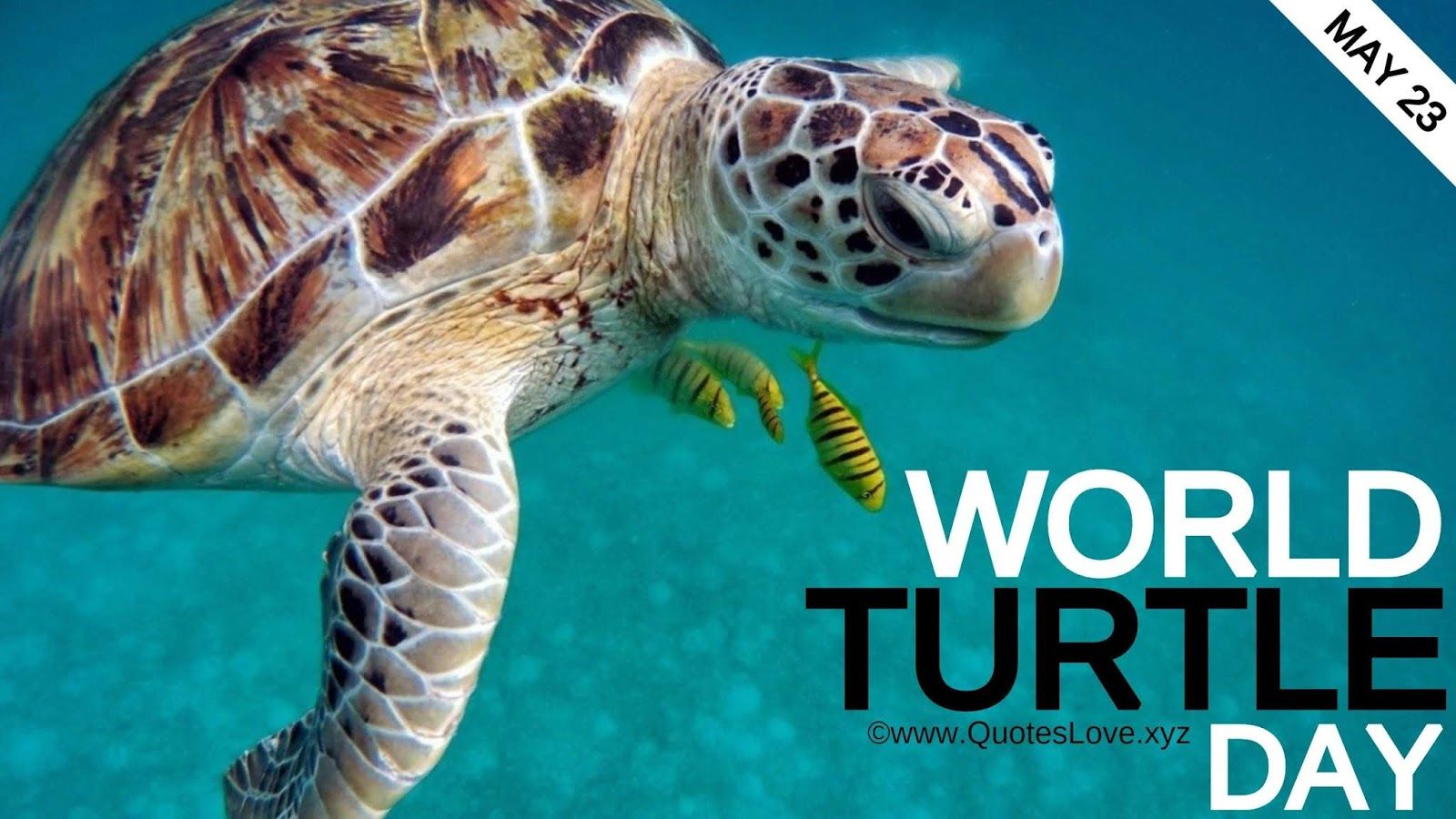 [Best] World Turtle Day 2021: Quotes, Sayings, Messages, Greetings, Facts, Image, Picture, Photo, Wallpaper