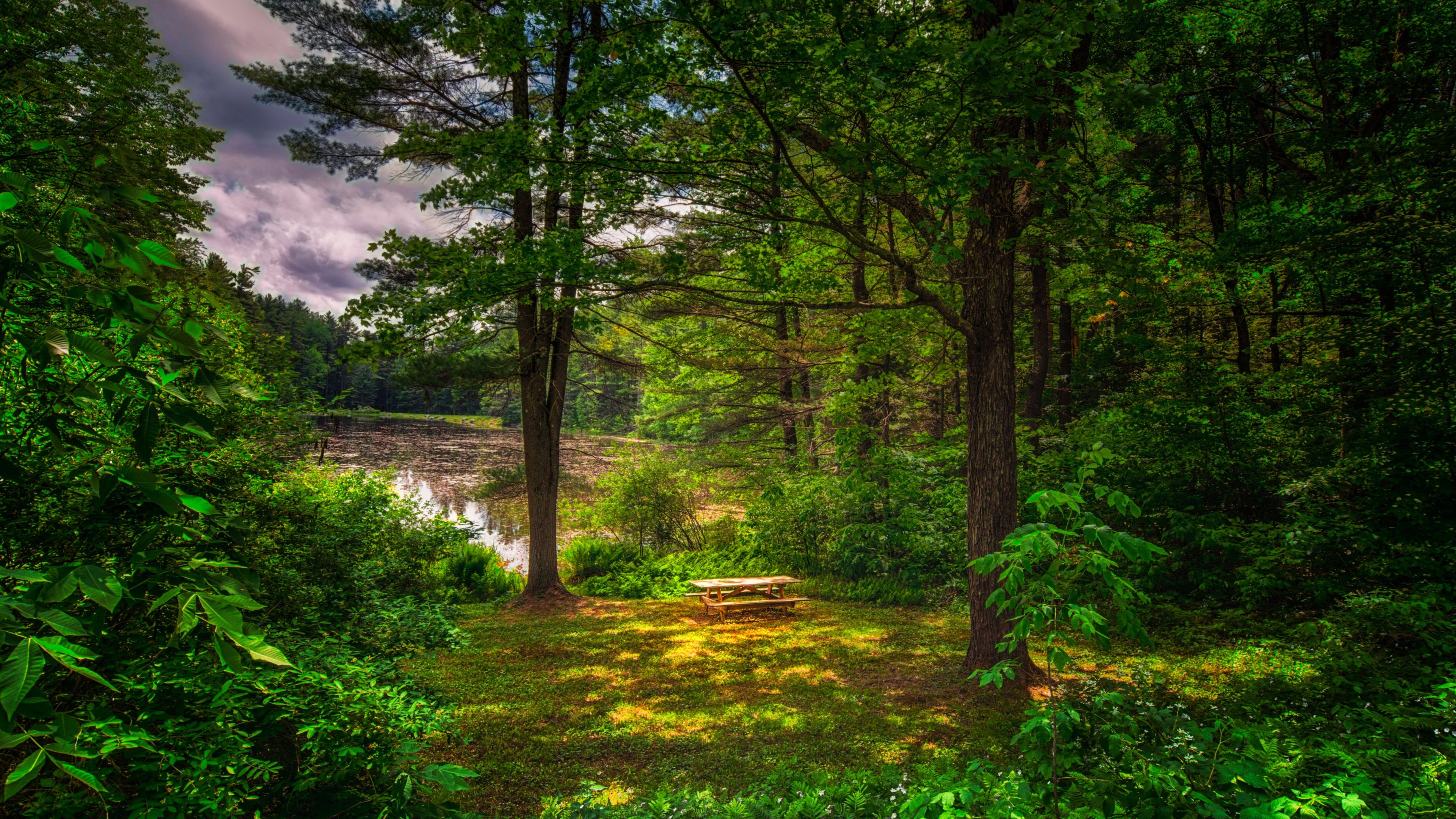 Wallpaper Summer, forest, trees, grass, pond 3840x2160 UHD 4K Picture, Image