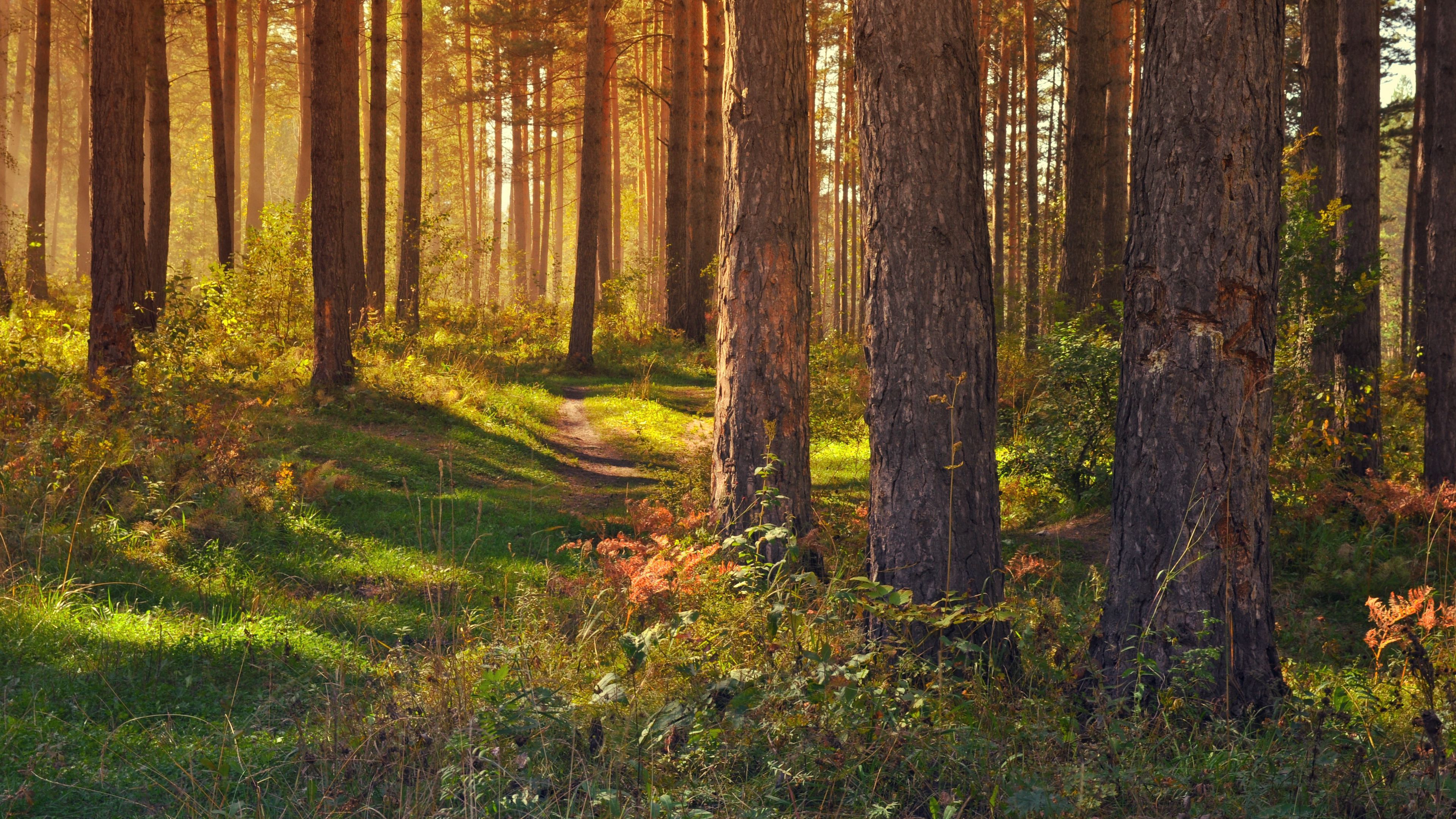 Download wallpaper 3840x2160 forest, path, trees, landscape, summer 4k uhd 16:9 HD background