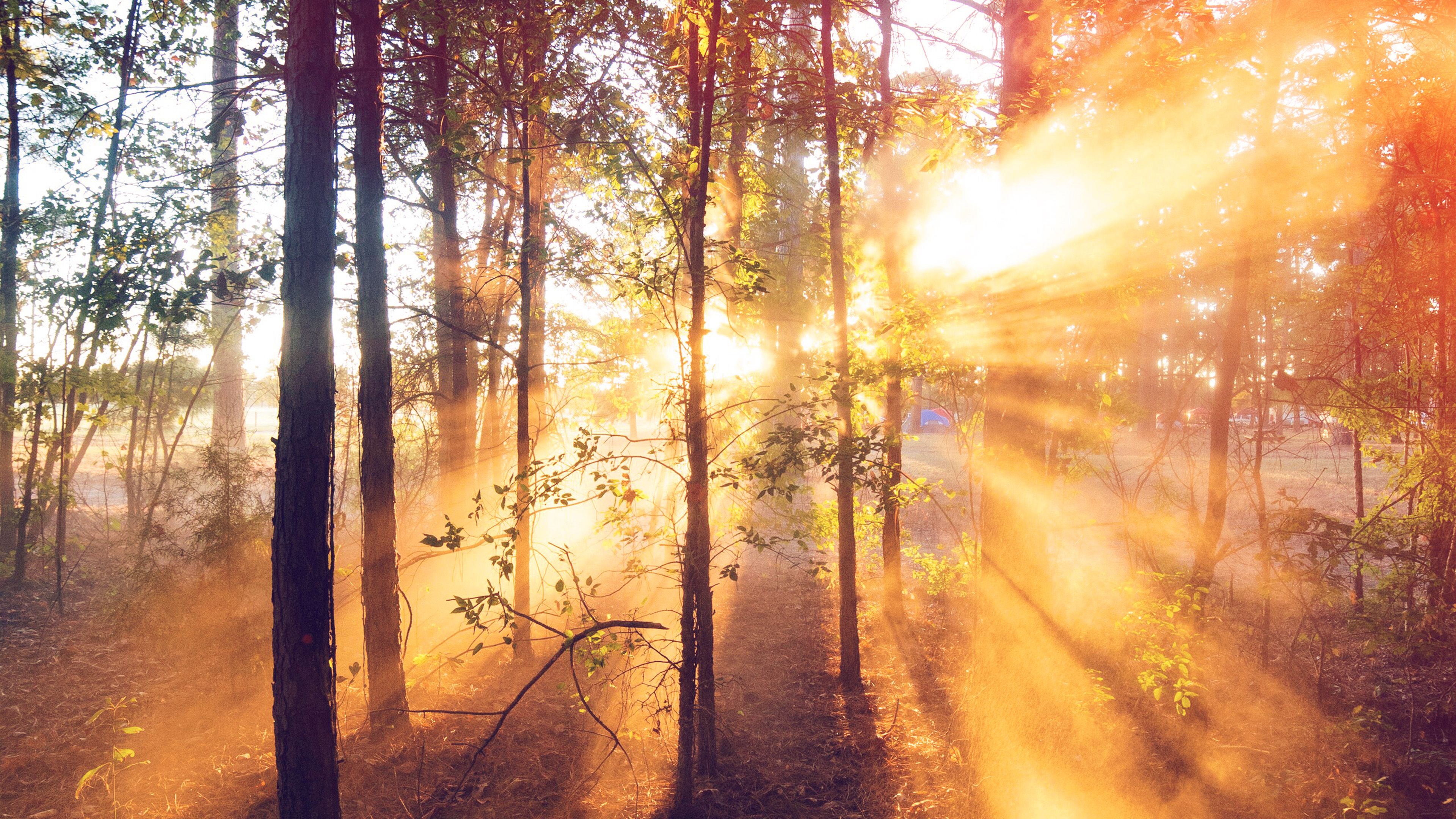 Forest Wood Light Sun Summer Nature Flare Wallpaper