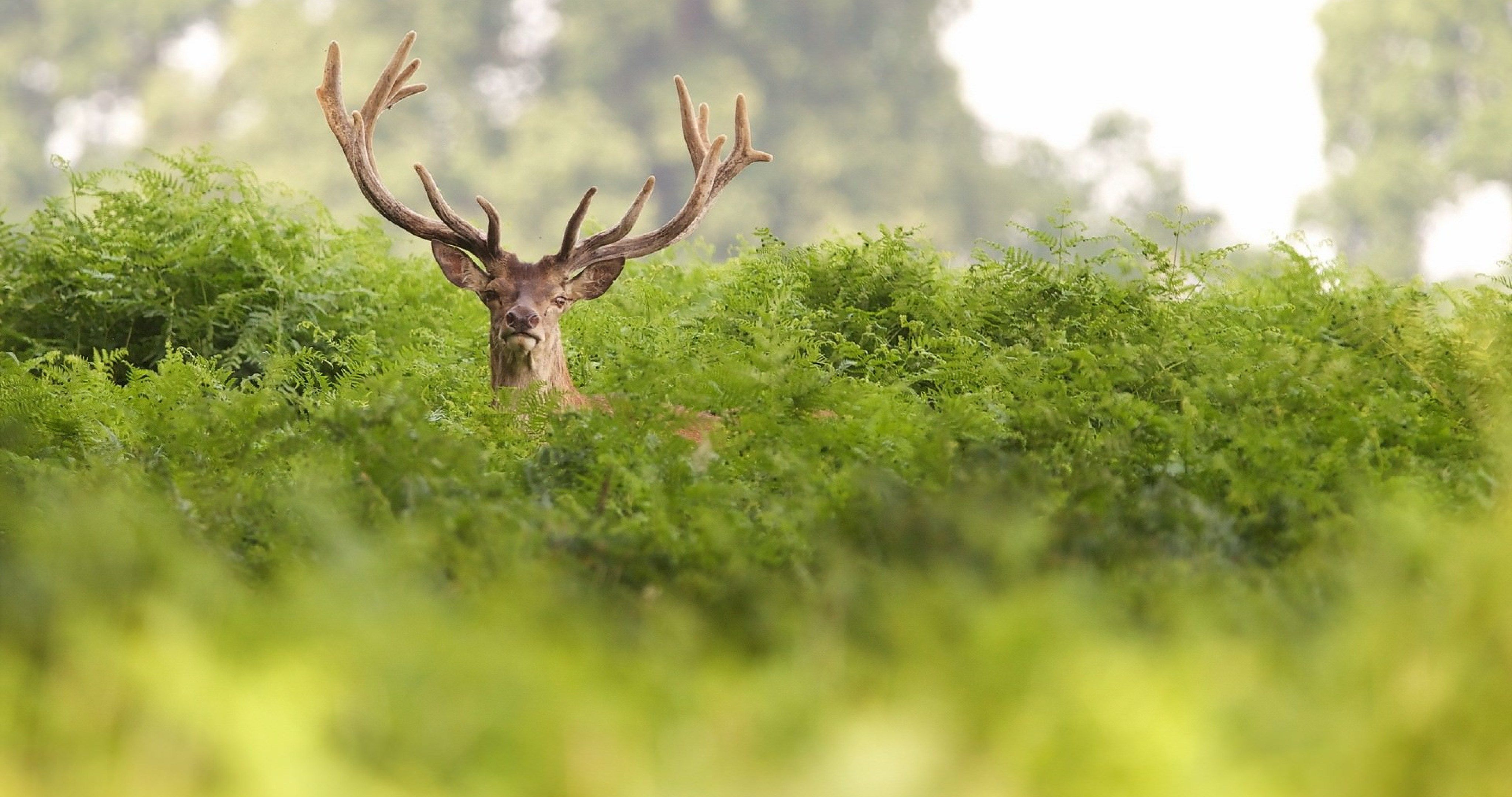 summer dear 4k ultra HD wallpaper. Animals, Deer, Animal wallpaper