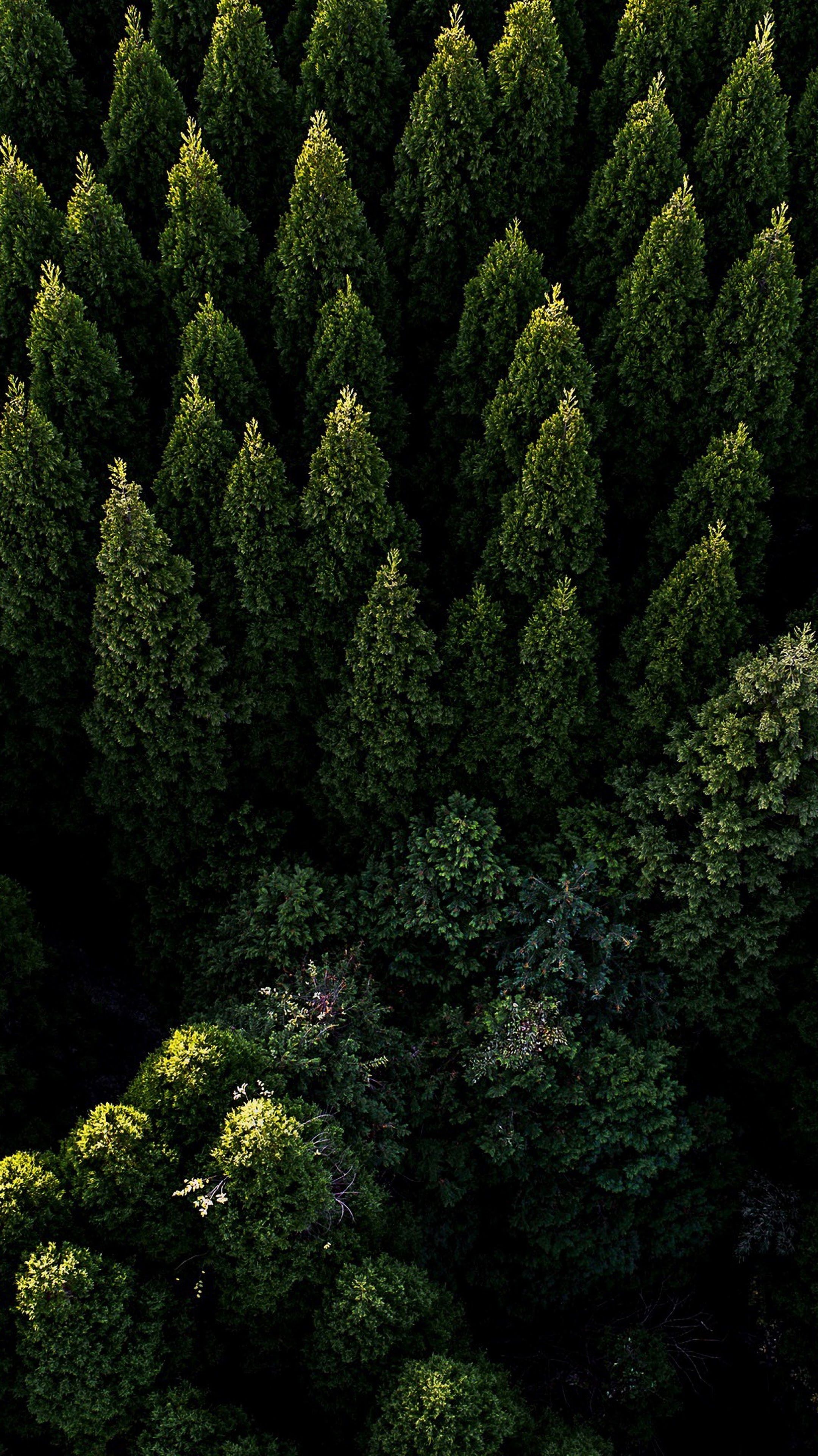 Forest Nature Aerial View Scenery 4K Wallpaper
