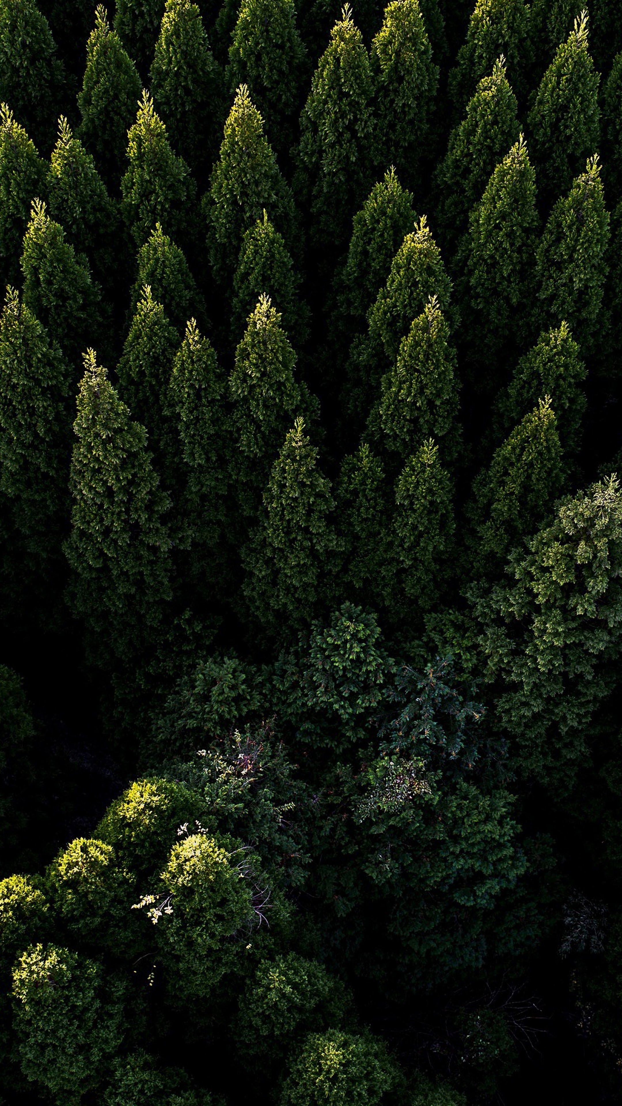 Forest Wallpaper 4k Ngetrend dan VIRAL